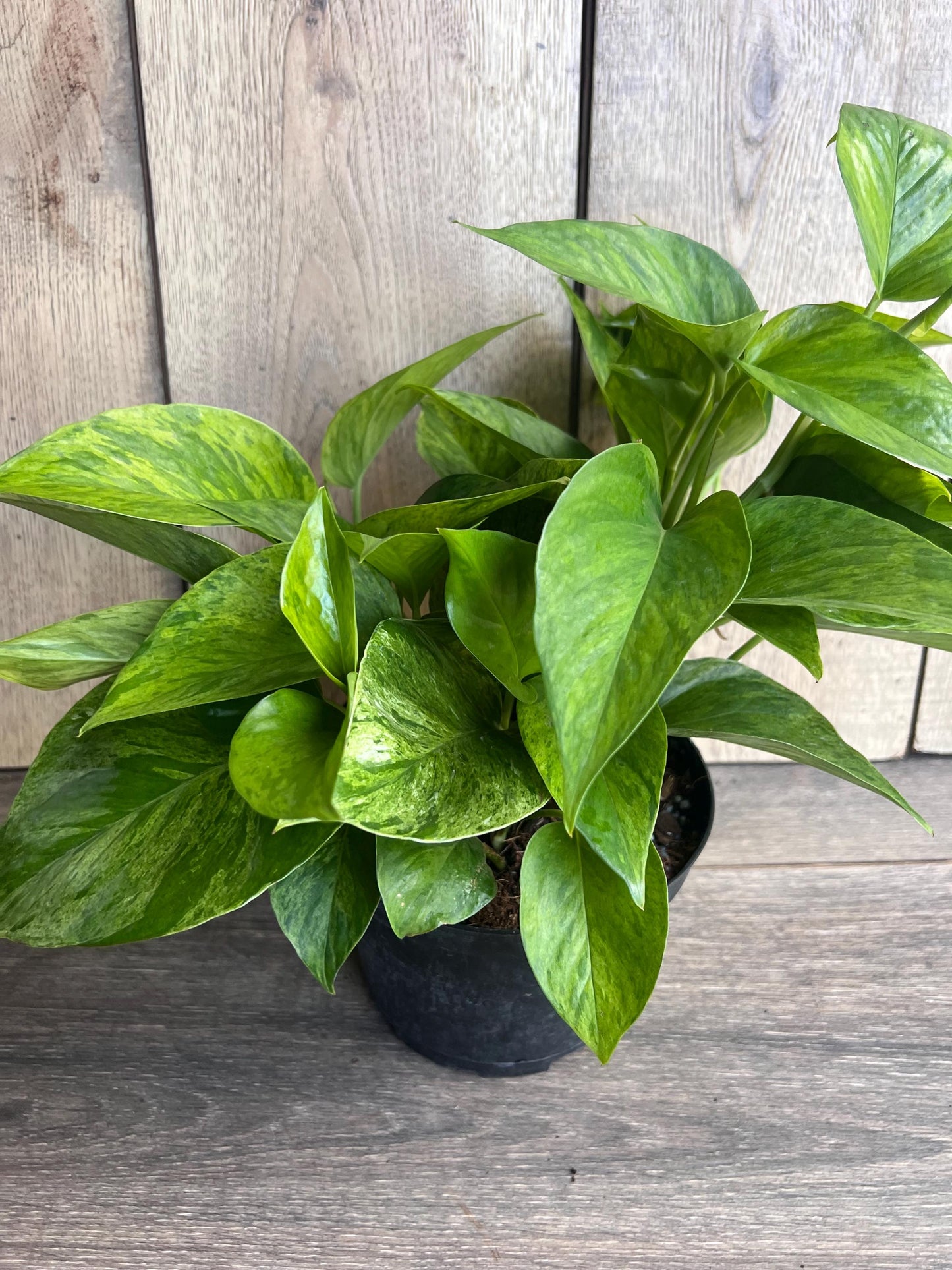 Jessenia pothos in 6", Epipremnum aureum 'Jessenia