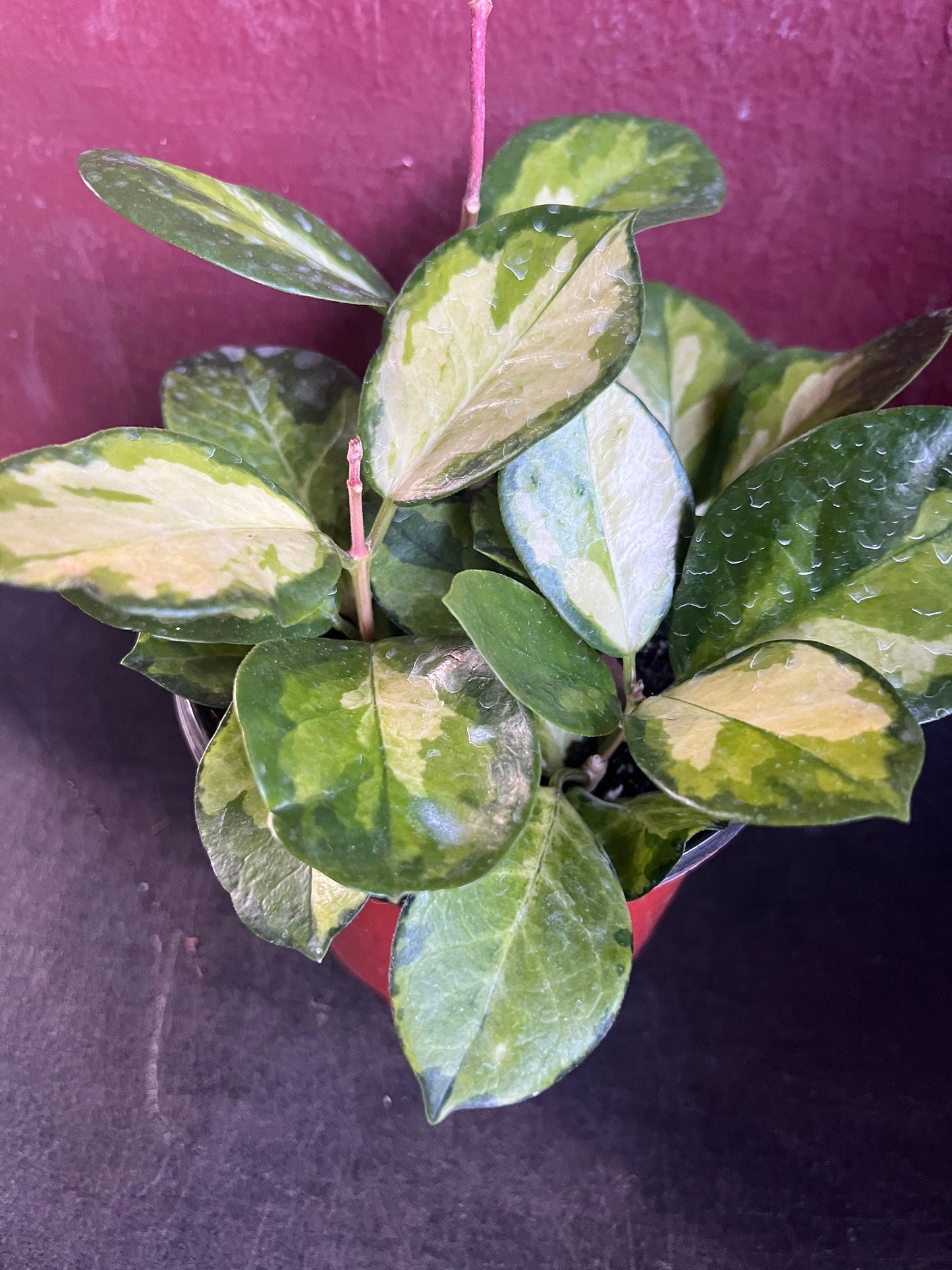 Hoya Australis Lisa in 6"Pot