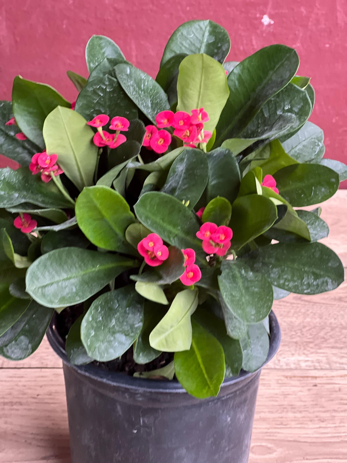 Crown of Thorns, Red in 6" Pot, Euphorbia milii