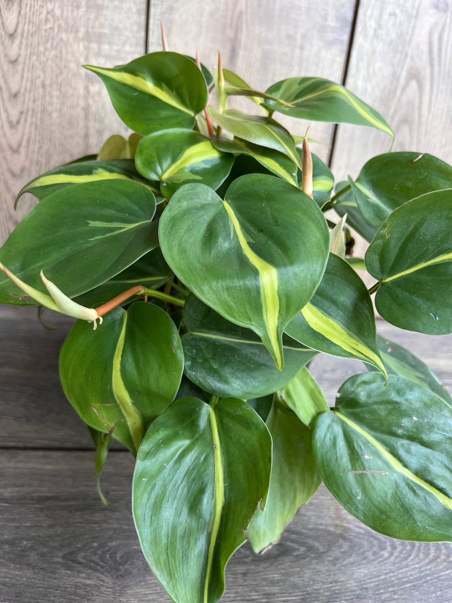Philodendron Brasil. in 6” pot, philodendron hederaceum,trailing plant, house plant, variegated heart shaped philodendron