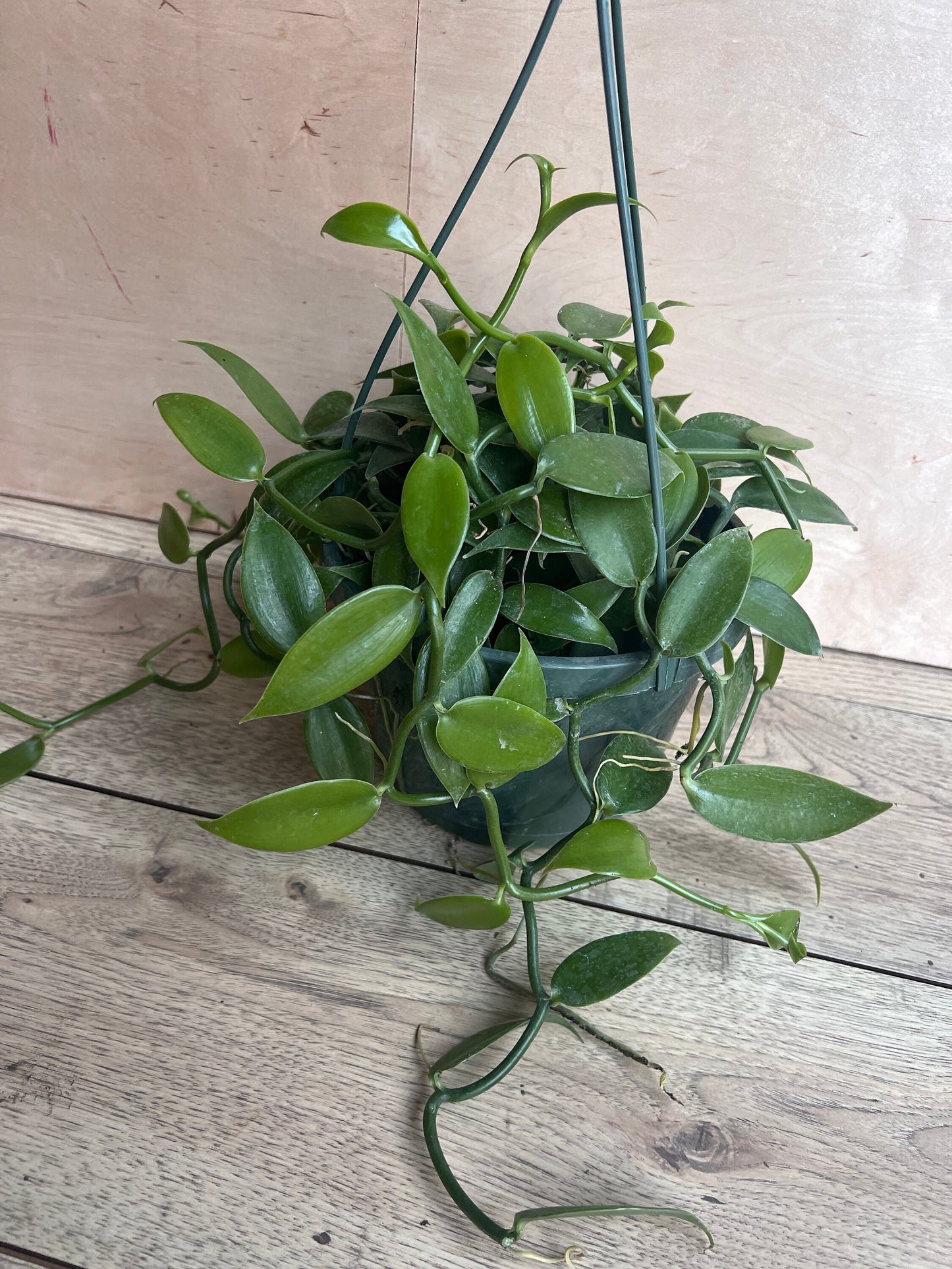 Vanilla planifolia, vanilla bean orchid in 8"HB