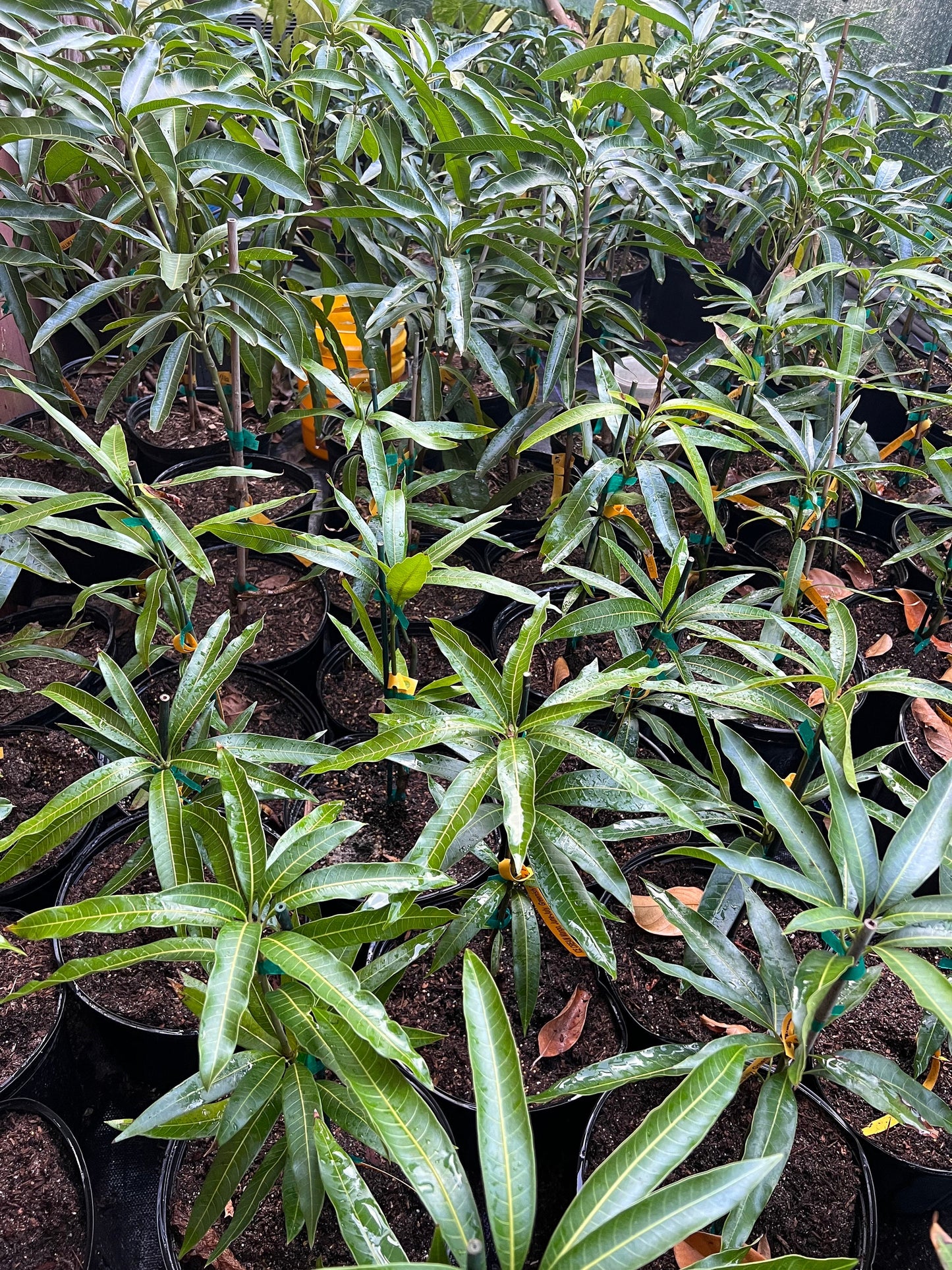 Sugar Loaf Mango Tree. grafted in 3 gallons pot, No Ship to CA and HI