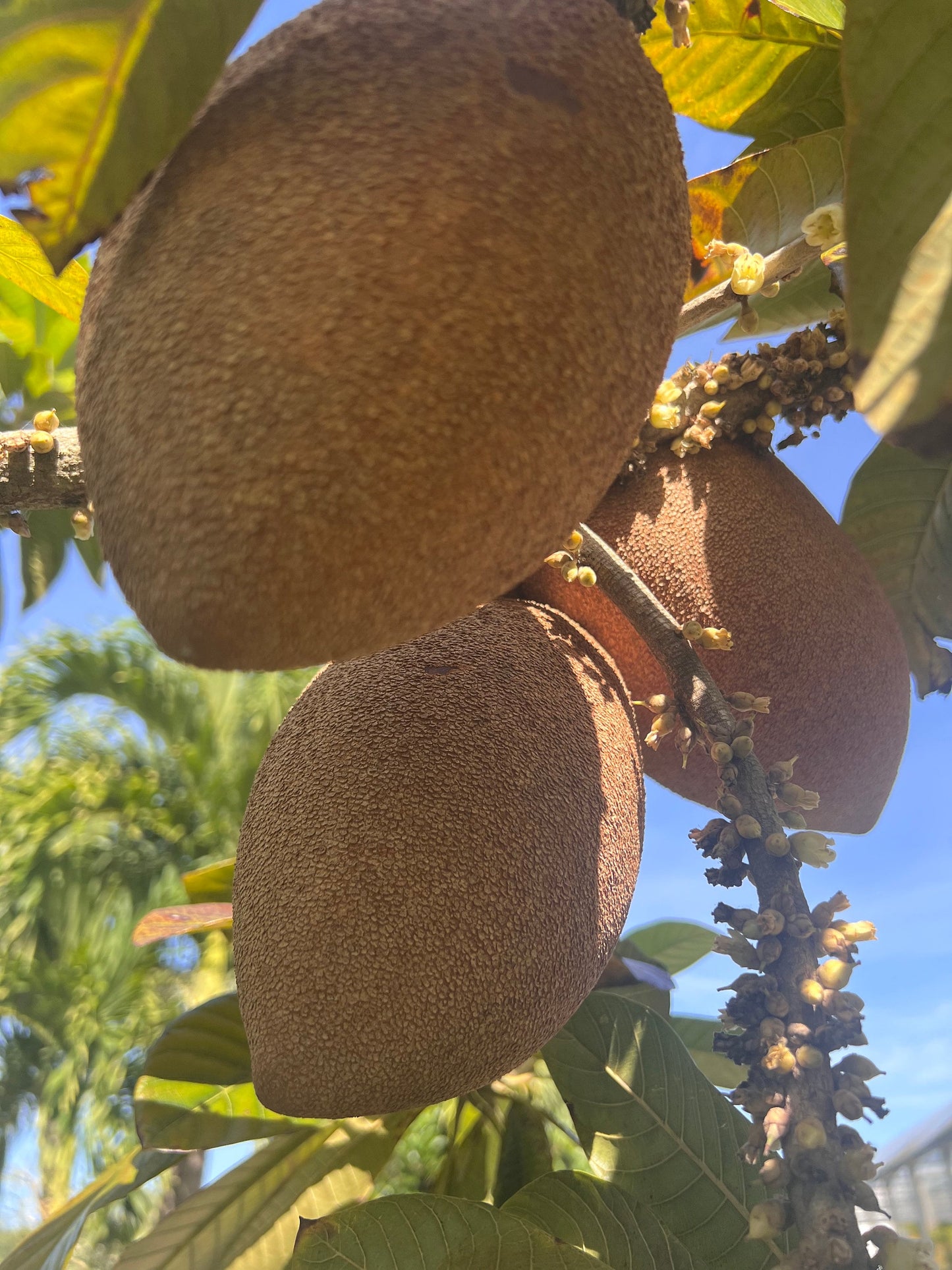 Mamey sapote , Pouteria sapota, in half Gallon Pot
