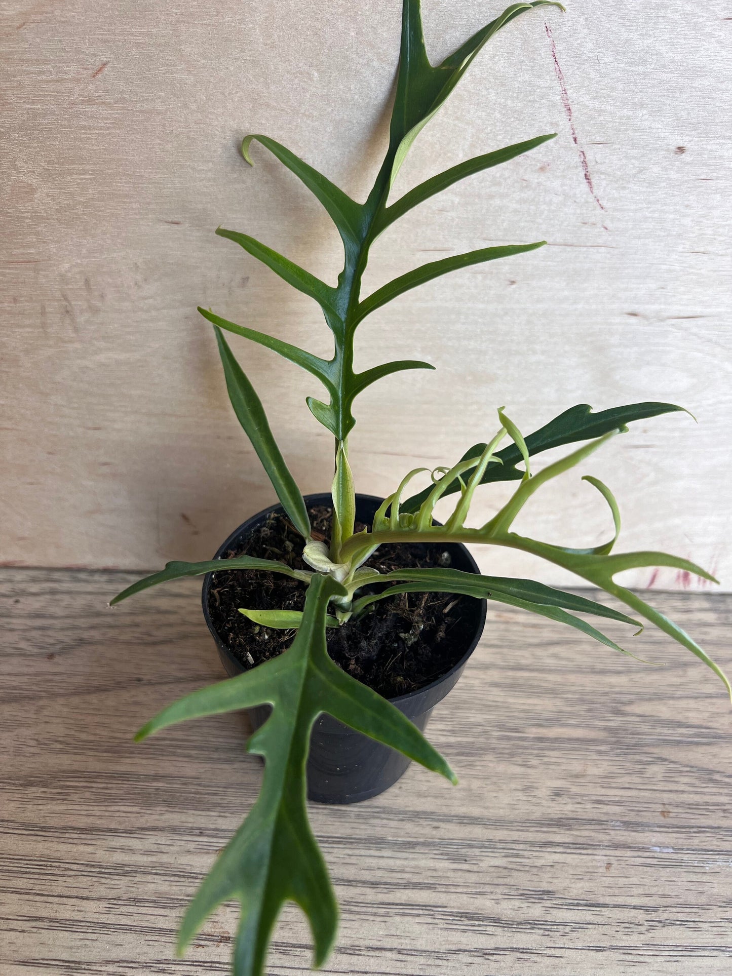 Philodendron Tortum in 4" Pot