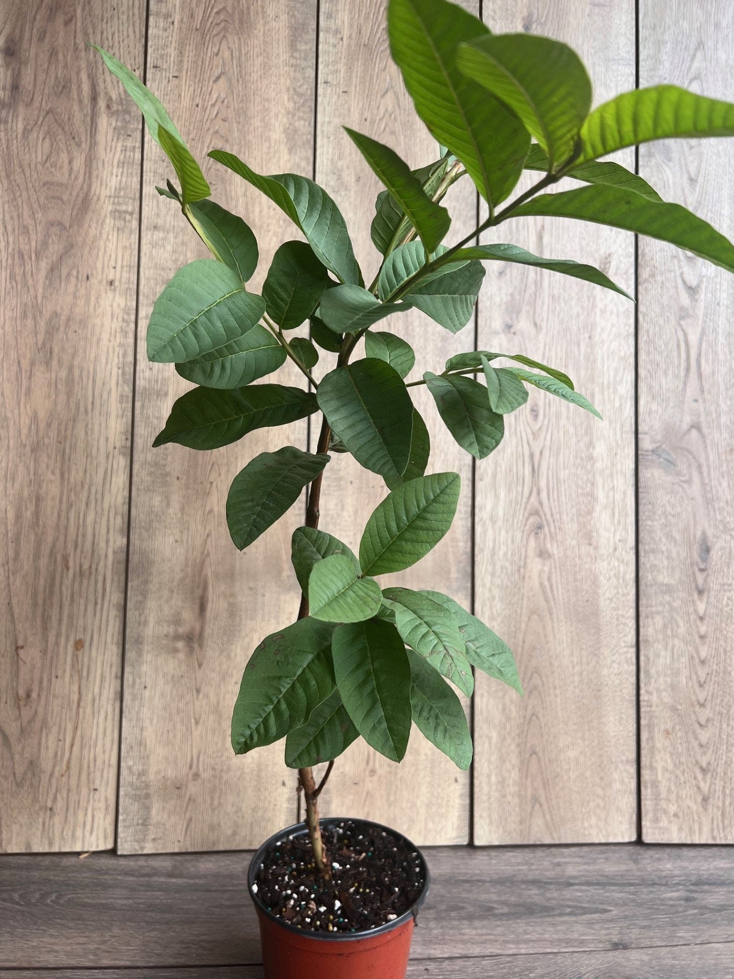 Guava Plant in 6" Pot, Jambu Batu, Psidium guajava, Pink Guava tree