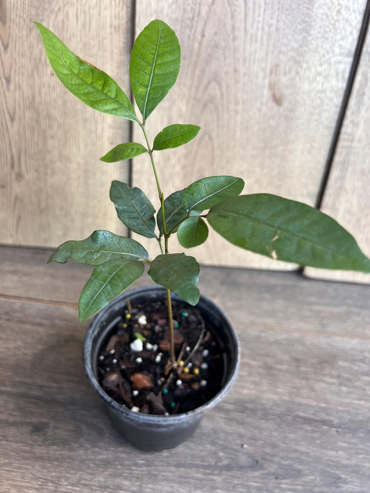 Kohala Longan in 4"" Pot, lengkeng, kelengkeng,