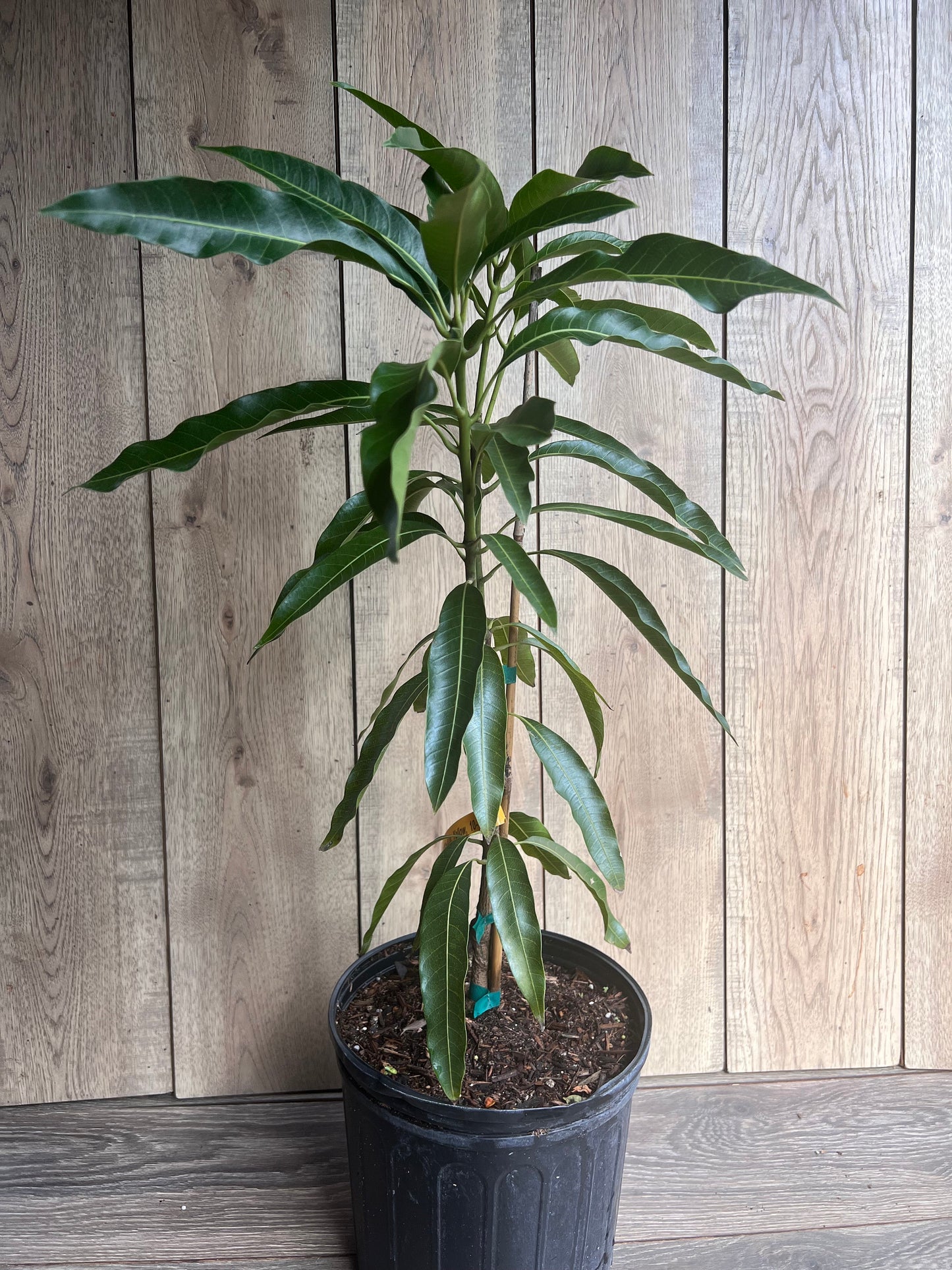 Mallika Mango Tree. grafted in 3 gallons pot, No Ship to CA and HI