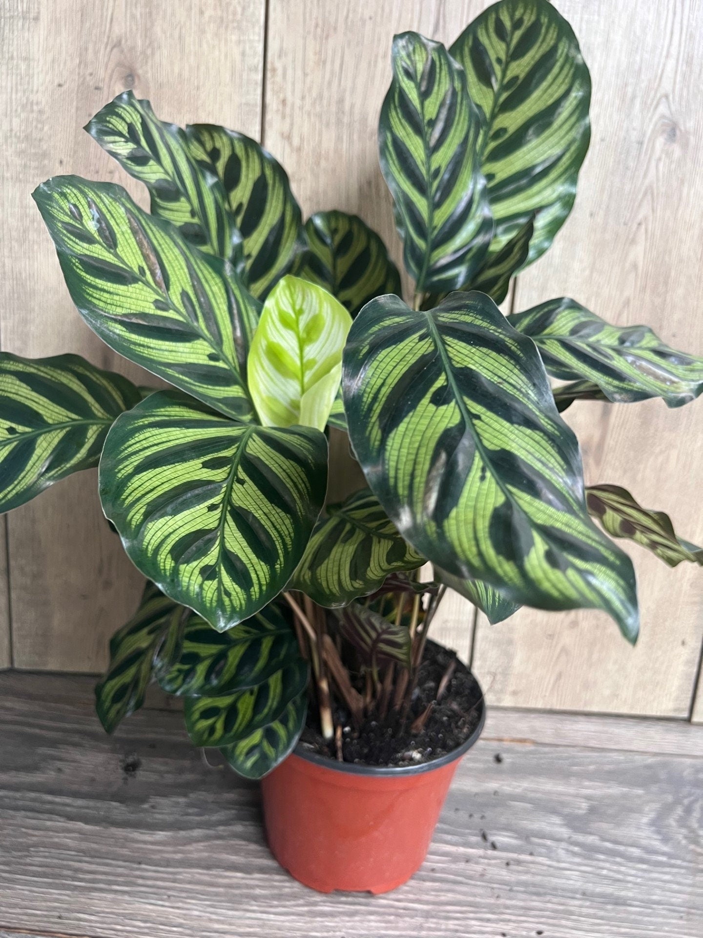 Calathea makoyana, Peacock Plant, in 6" inches pot, prayer plant