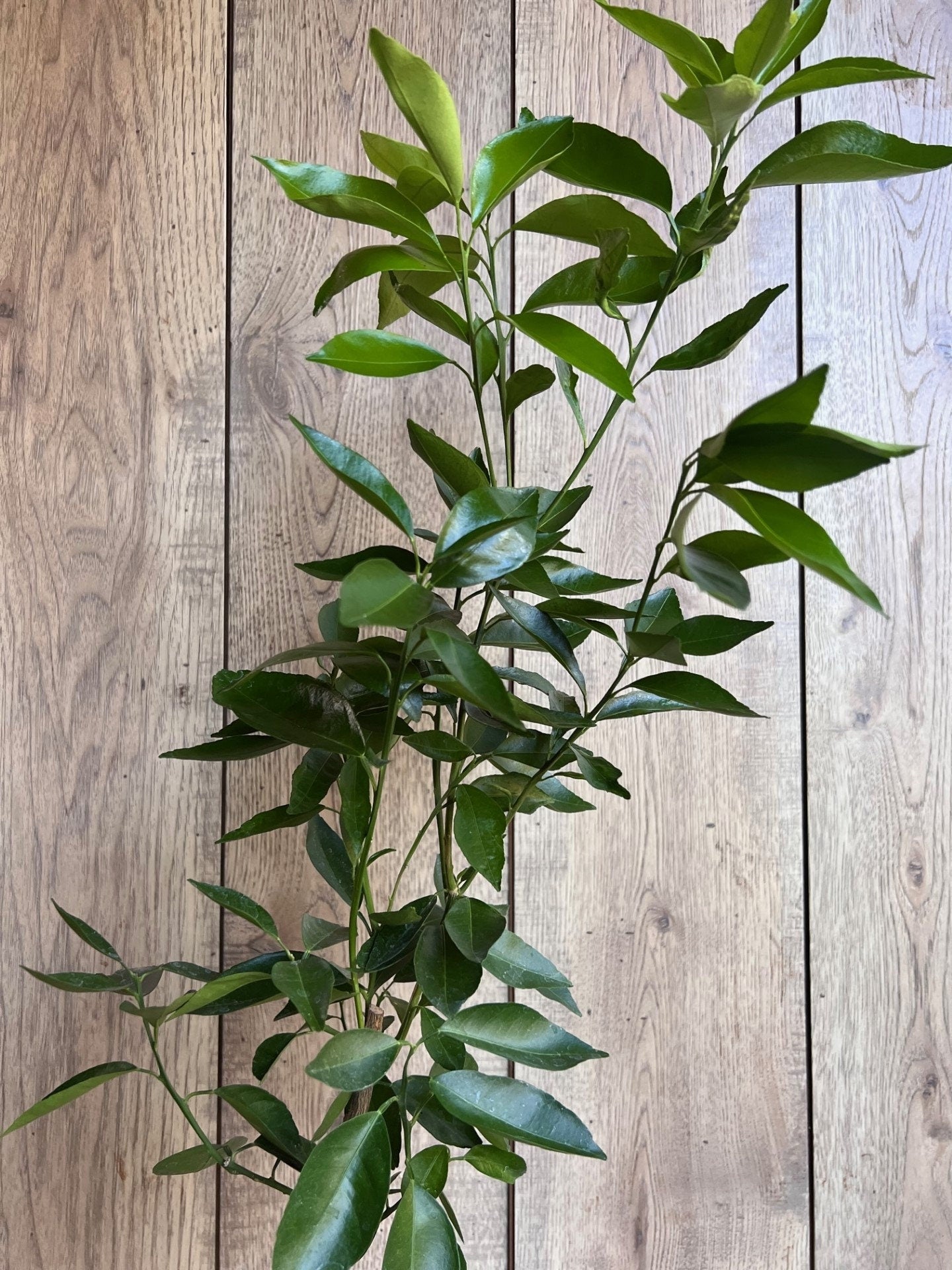 Cara Cara Orange Tree in half Gallon Pot, Grafted. Florida Shipping Only