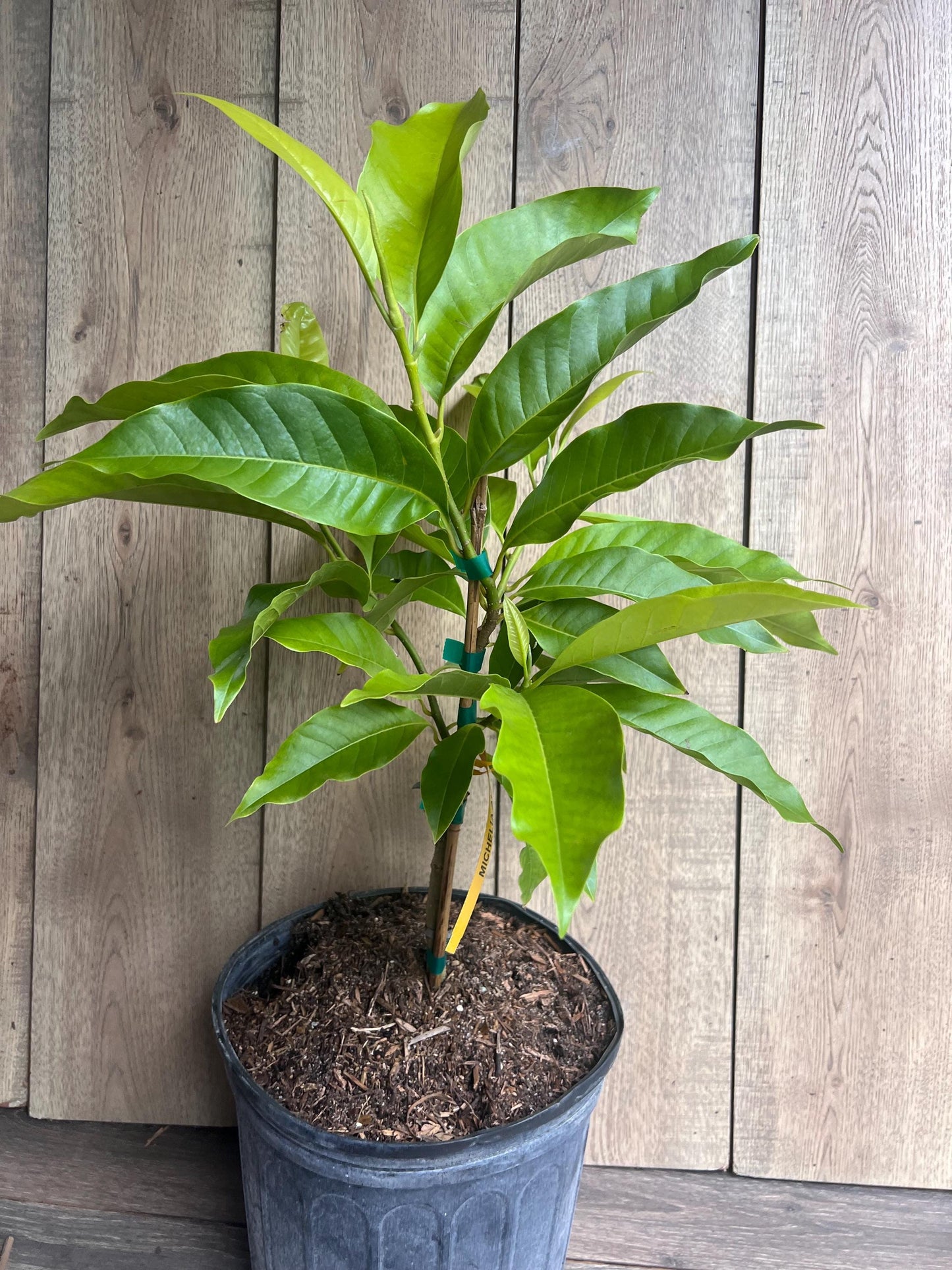 White champaca, Grafted in 3 gallon pot, Ngọc Lan Trắng, Michelia alba