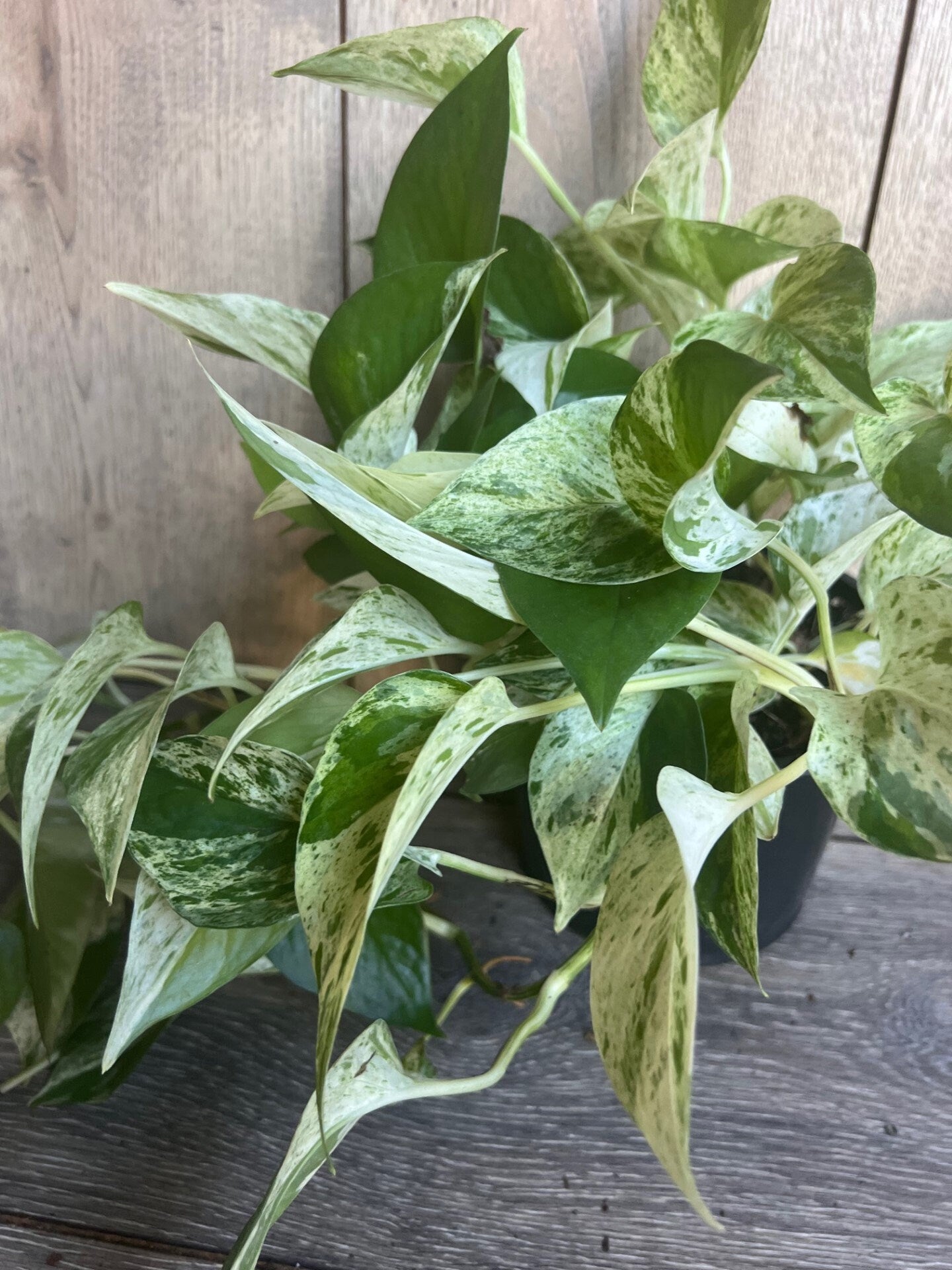 N’Joy pothos , Epipremnum aureum, Devil’s Ivy in 6" pot, Njoy