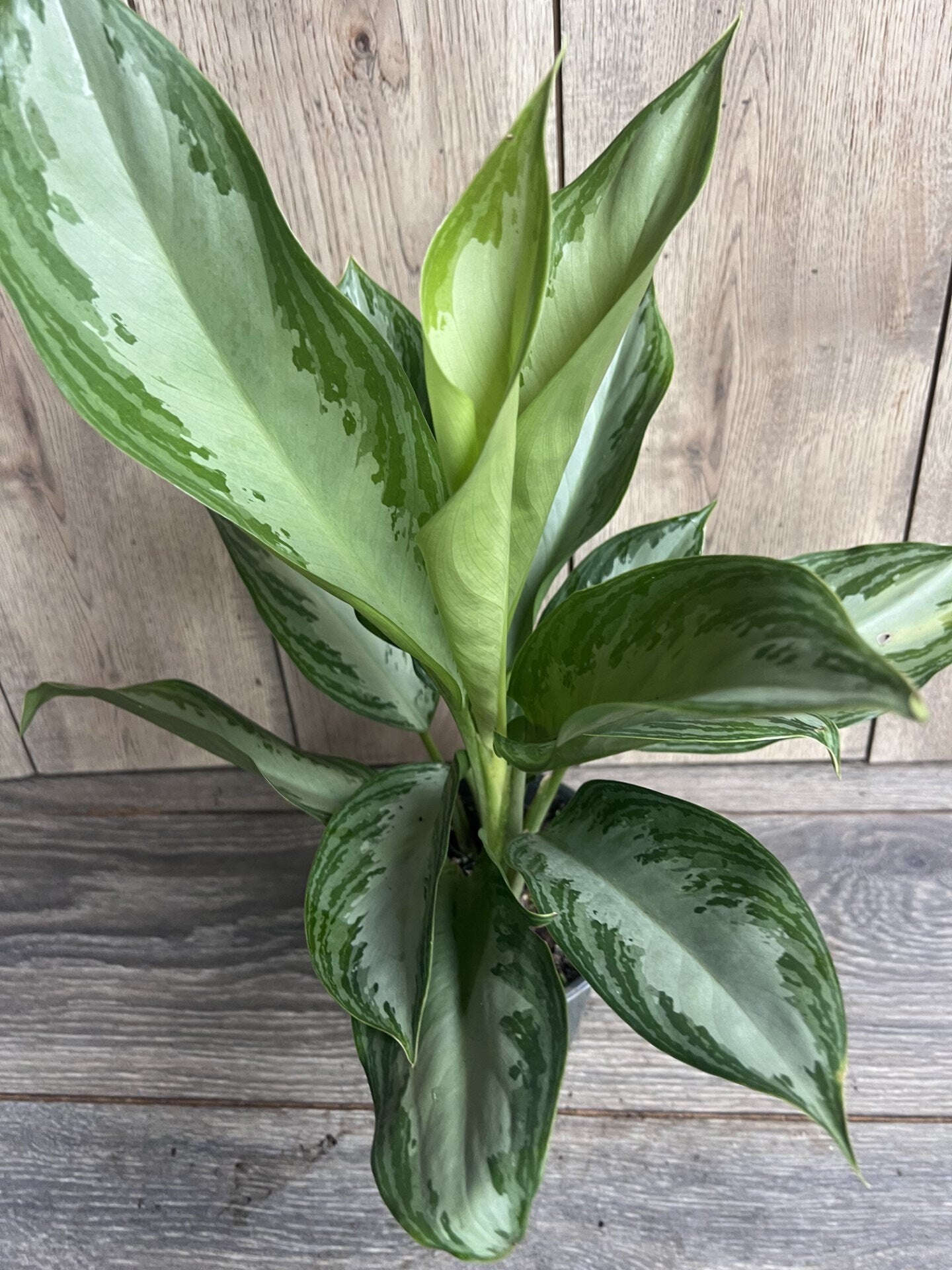 Aglaonema Silver Bay, 6", Home decor, house plant