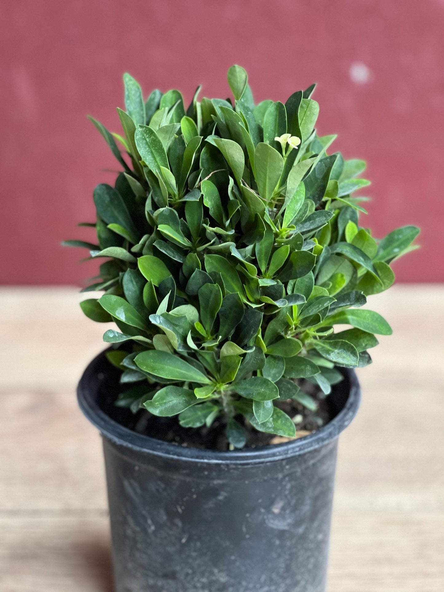 Crown of Thorns, White in 6" Pot, Euphorbia milii