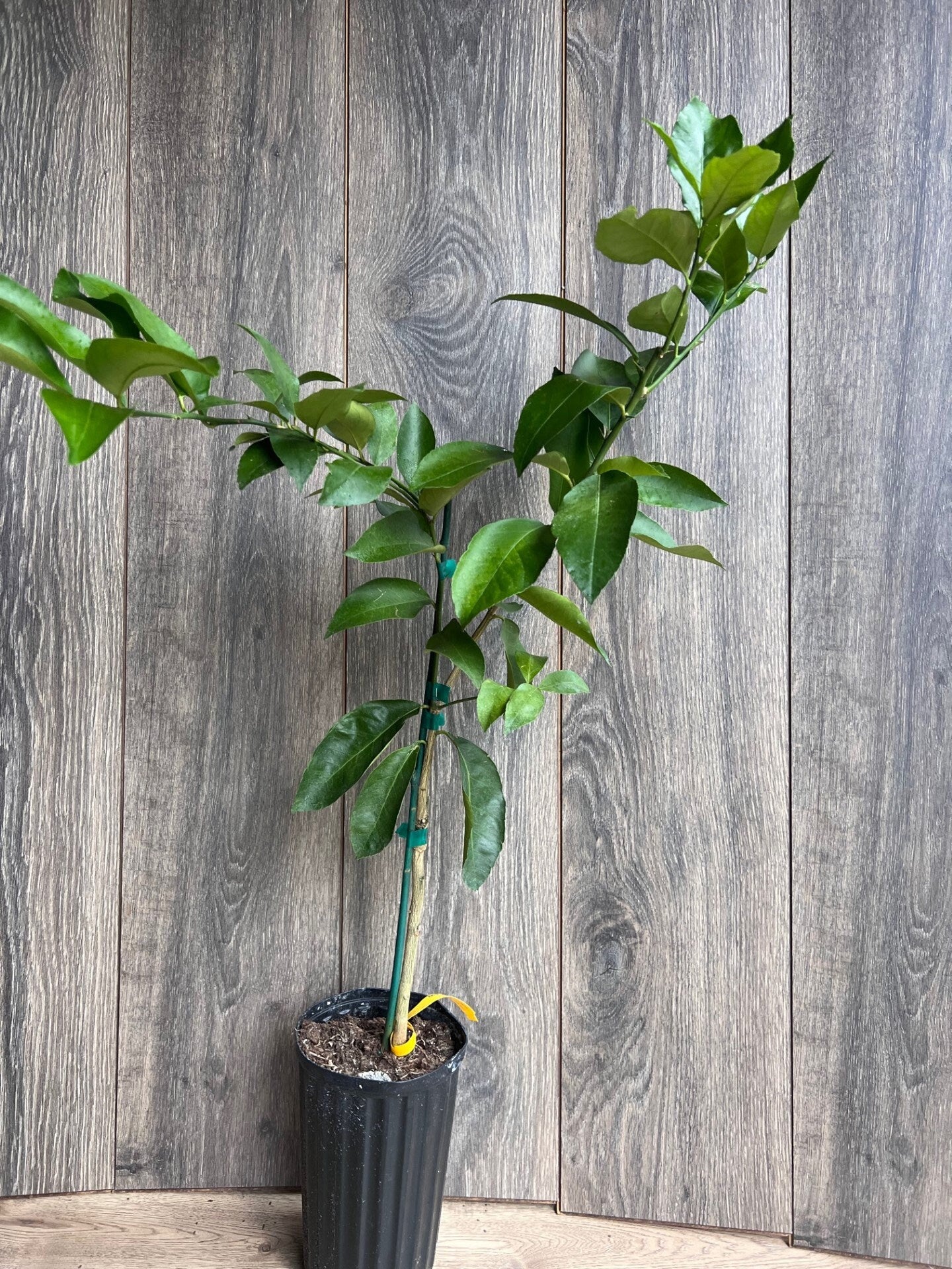 Ponderosa Lemon in half Gallon Pot, Grafted, Florida Shipping Only