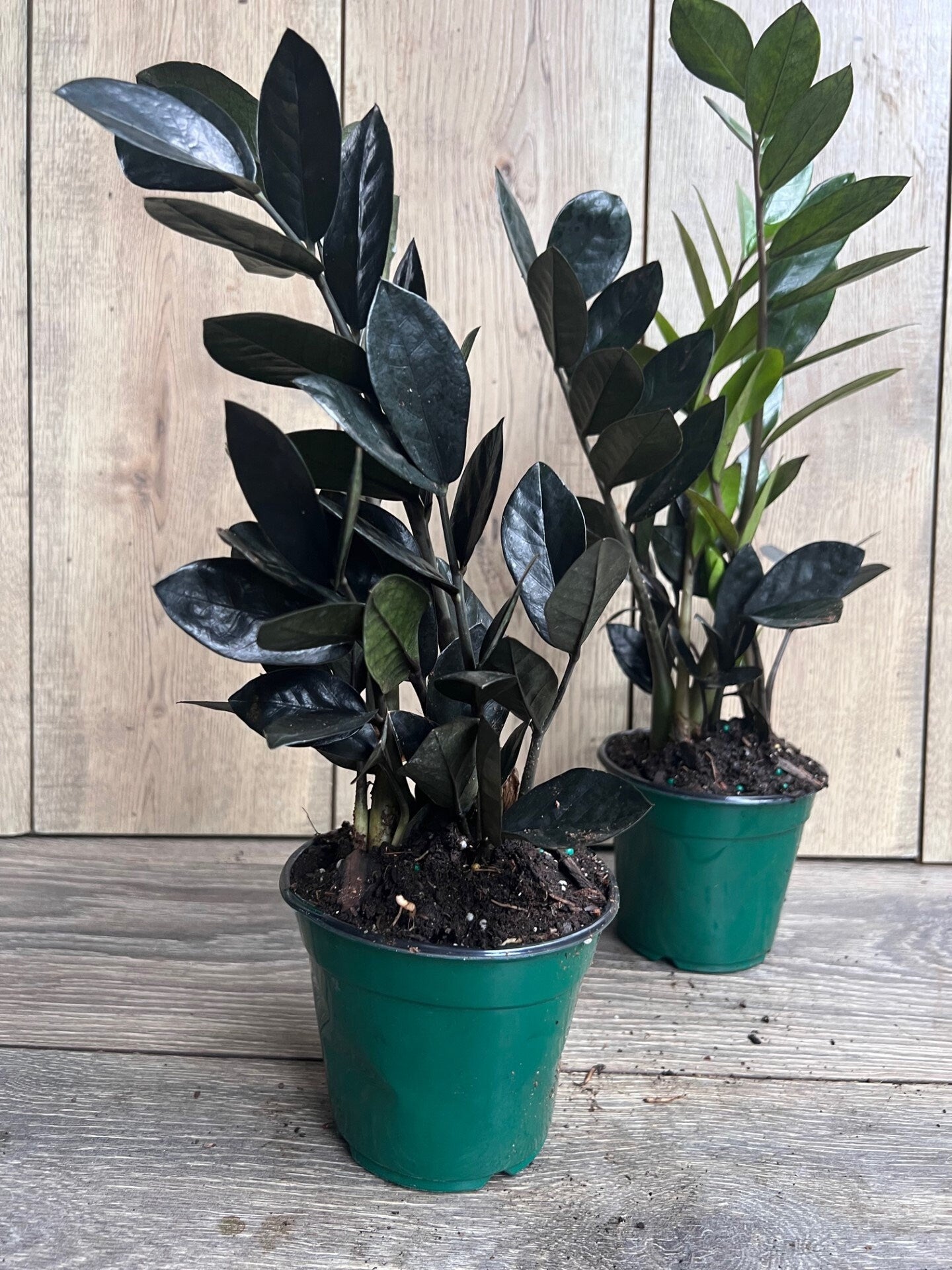 Black Raven ZZ, dark zz plant 4" Pot, Zamioculcas zamiifolia raven