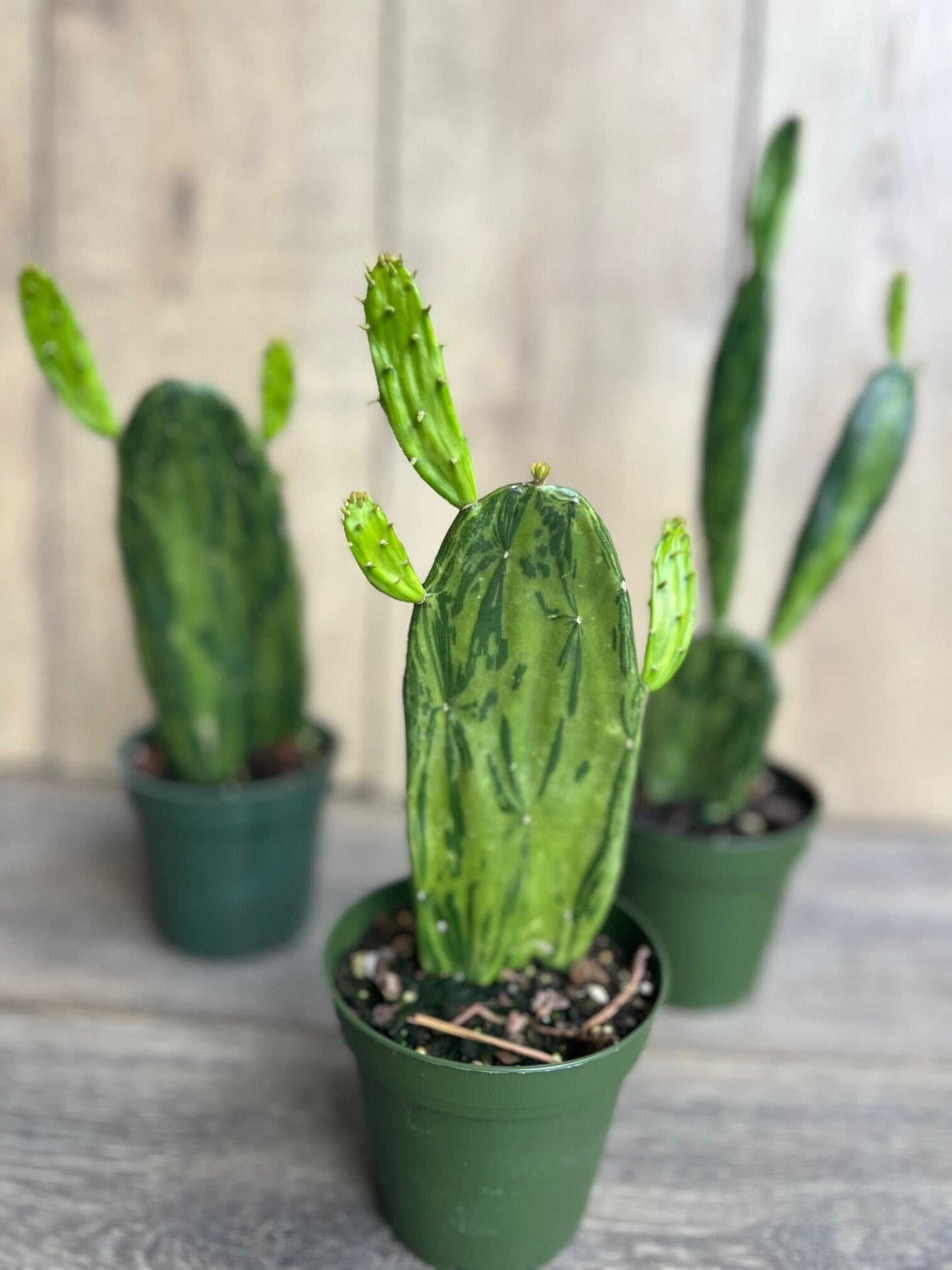 Variegated Opuntia, prickly pear variegated in 4" Pot, opuntia cactus