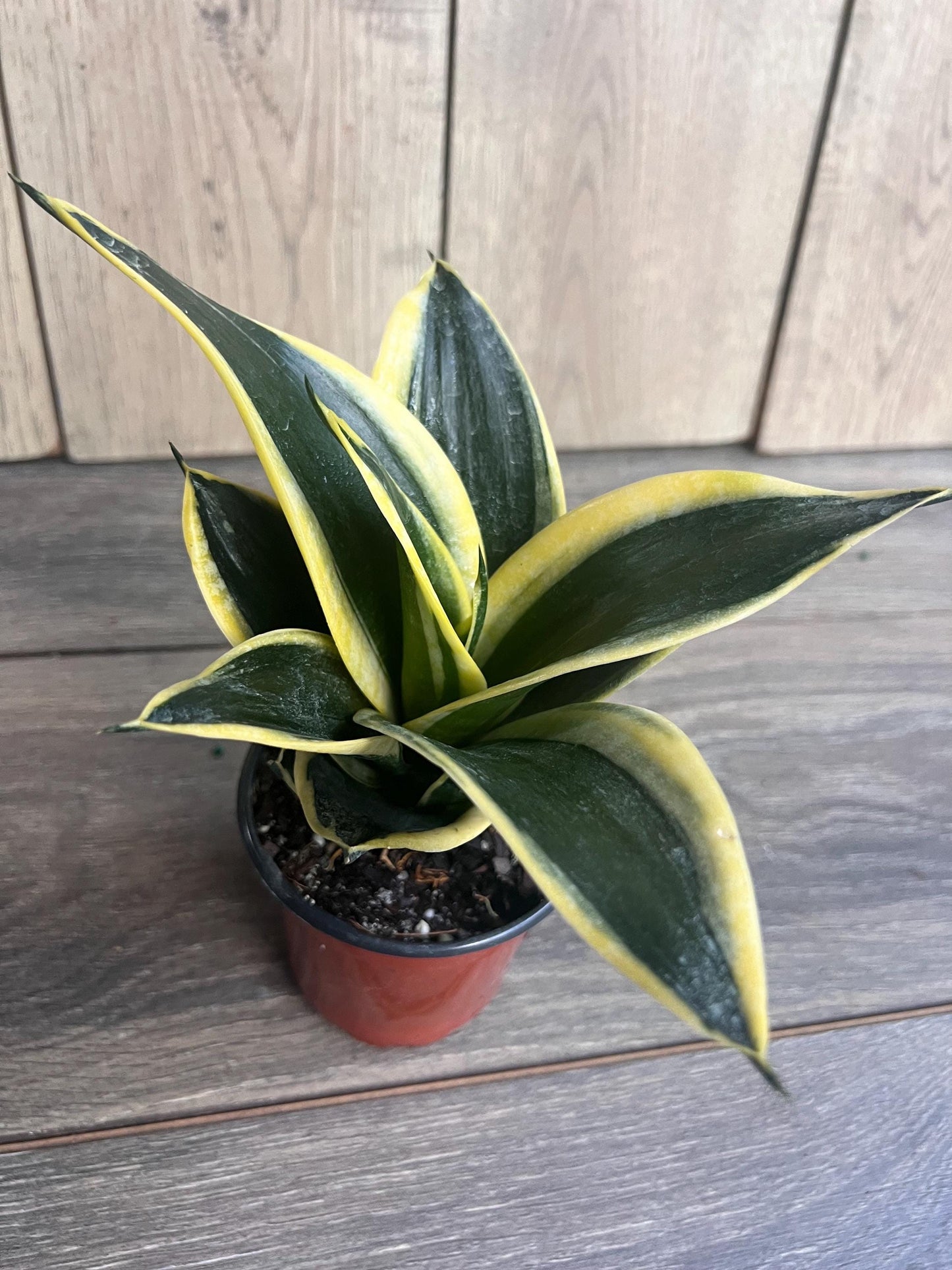 Sansevieria Jade Pagoda Hahnii in 4"pot, snake plant