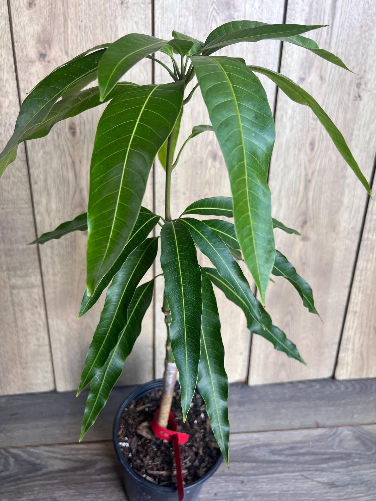 Grafted Jakarta Mango in 1/2 gallon pot