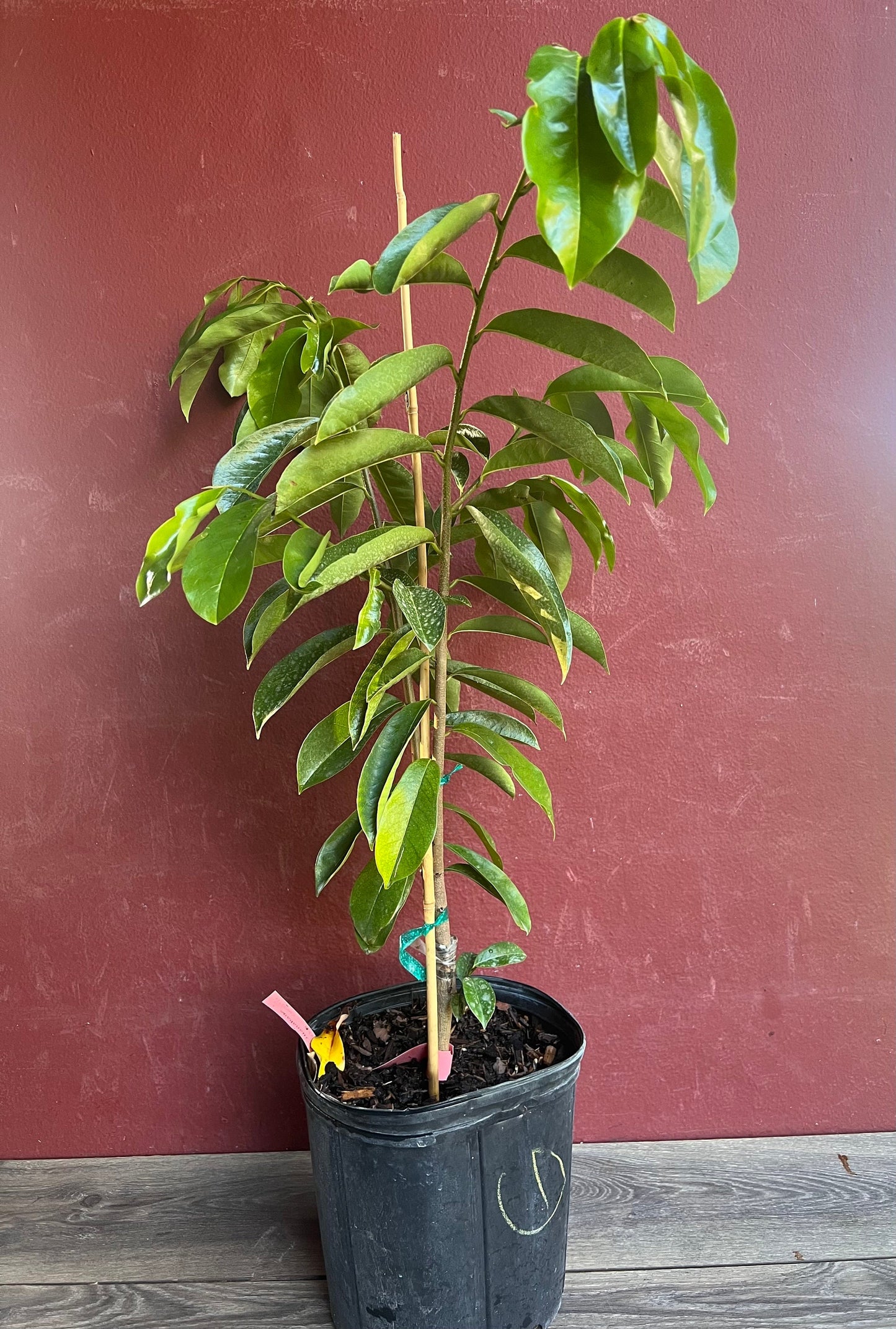 Soursop Tree, guanabana in 3 gallon gallon pot ,grafted, Sirsak, Anona Muricata, No Ship to CA and HI