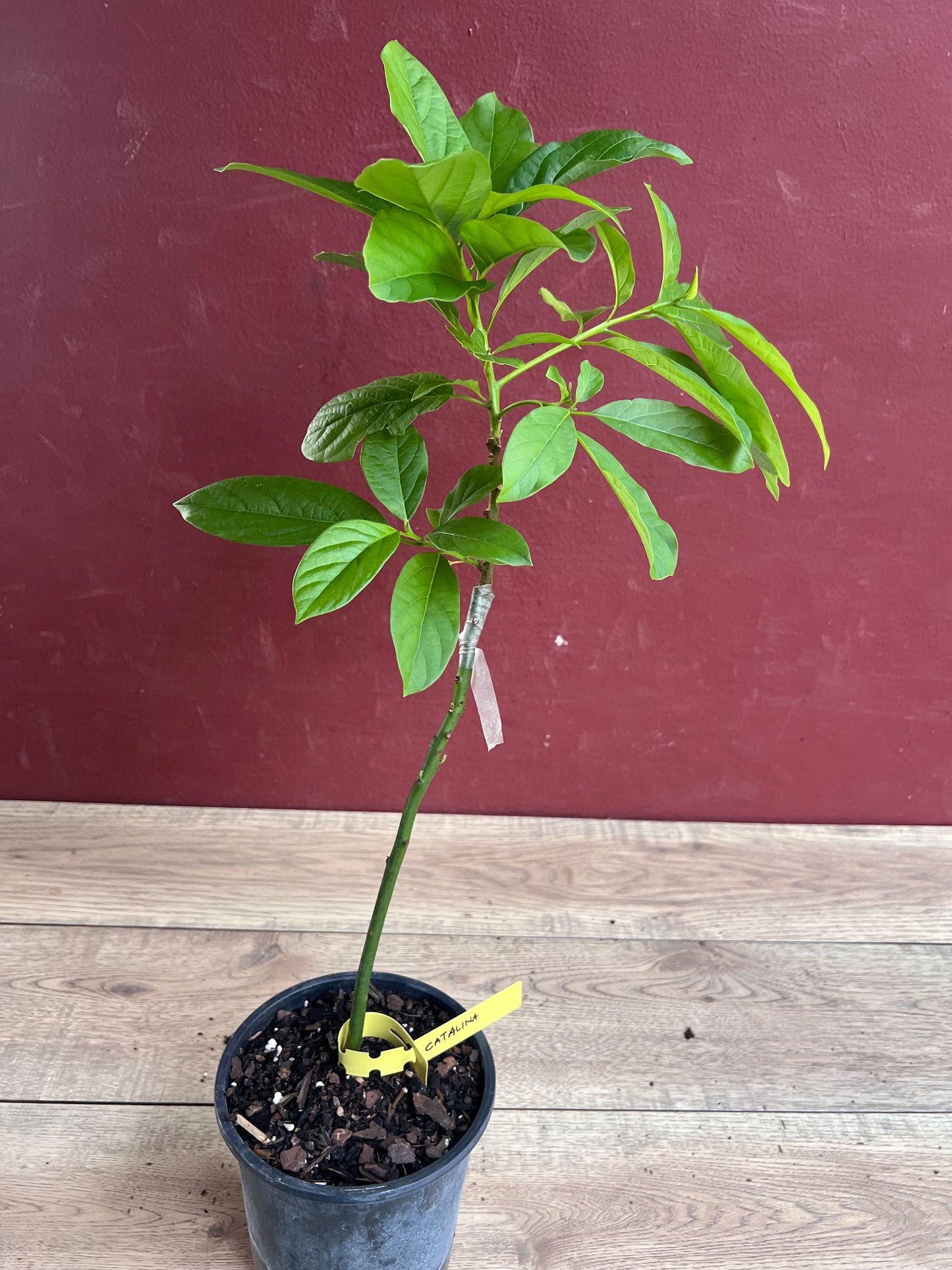 Catalina Avocado Tree , Grafted in 6" Pot