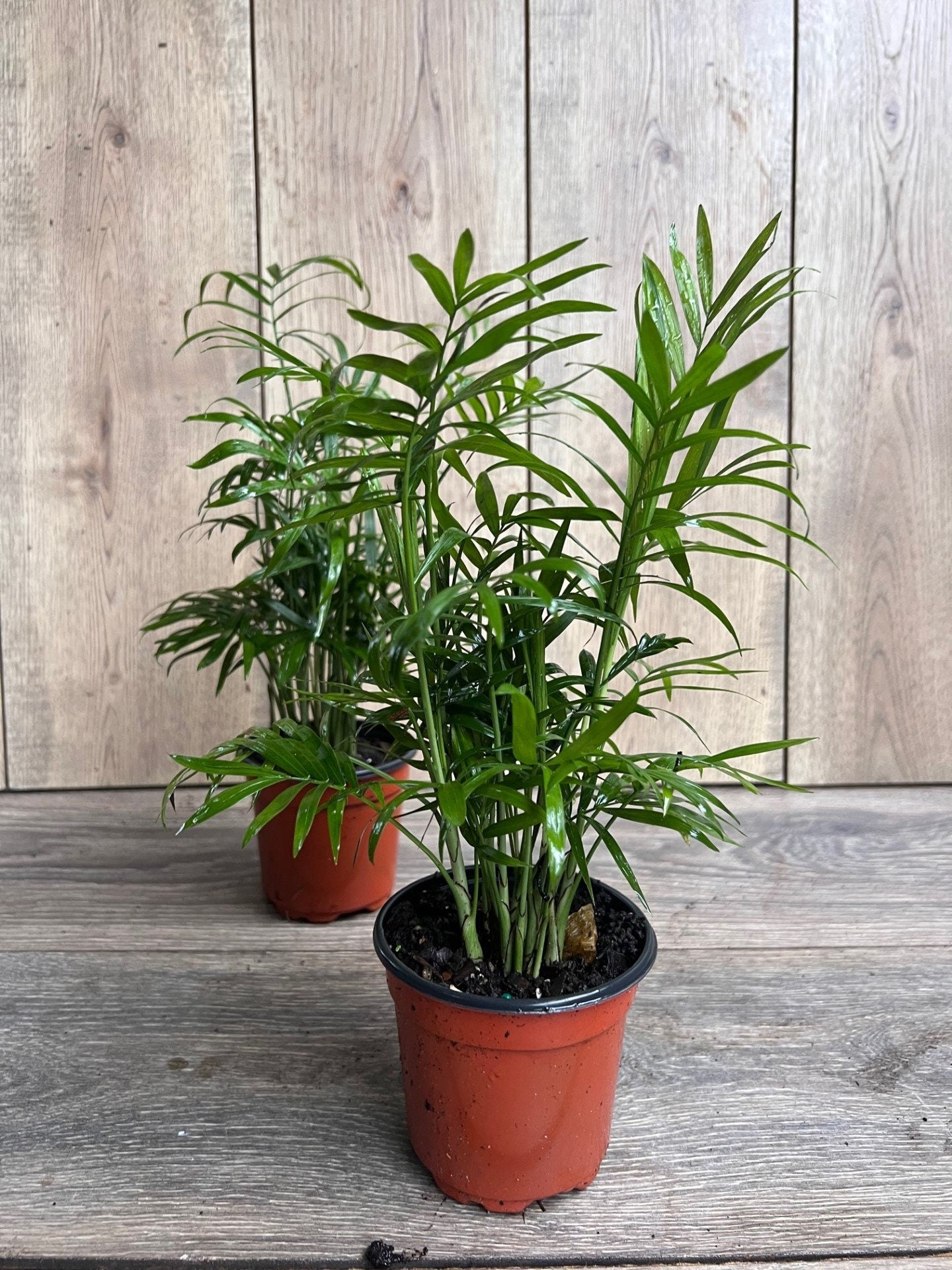 Neanthe Bella Palm in a 4" Pot, Parlor Palm - Chamaedorea Elegans