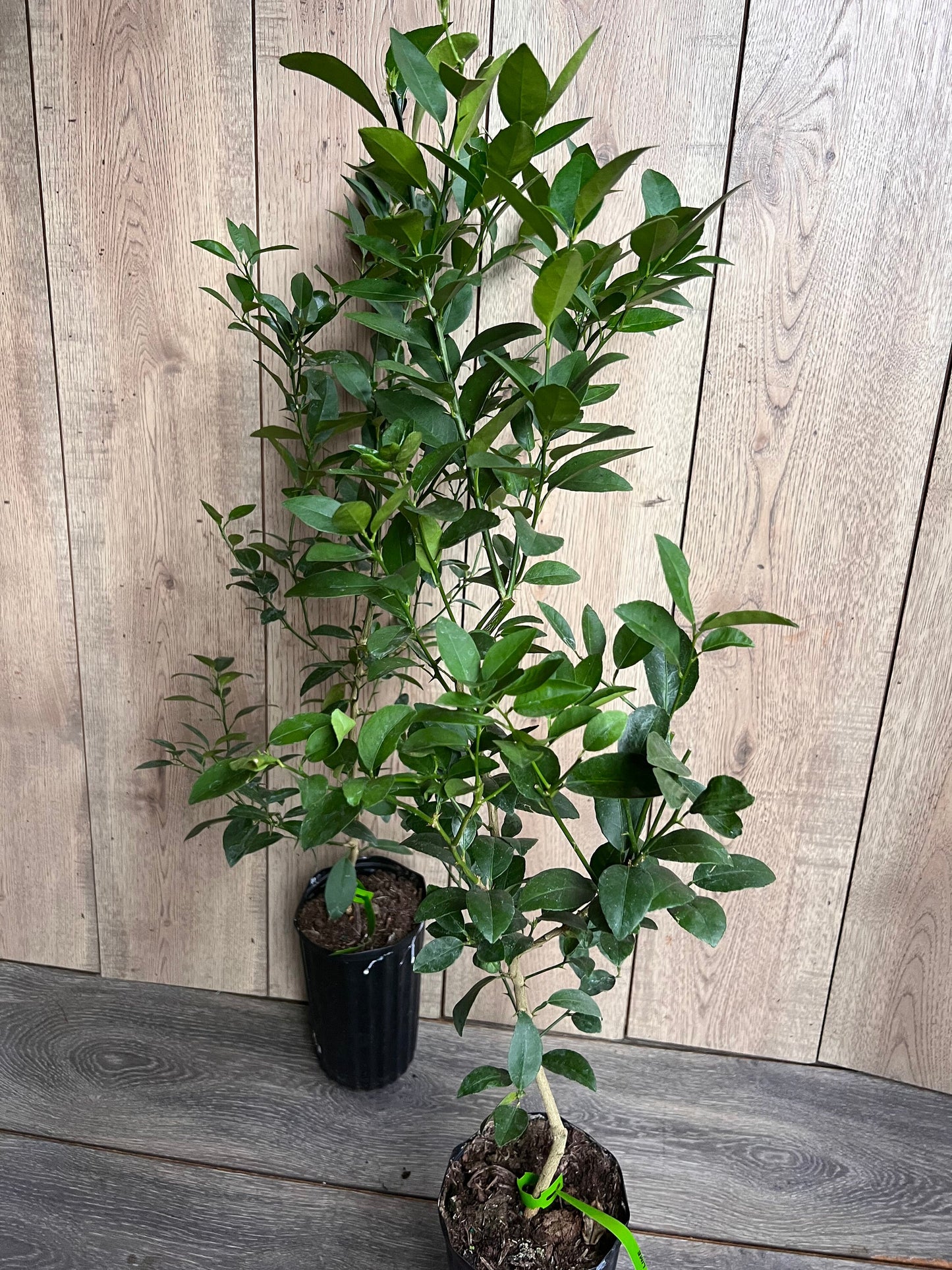 Key Lime Tree in half Gallon Pot, Grafted, Florida Shipping Only