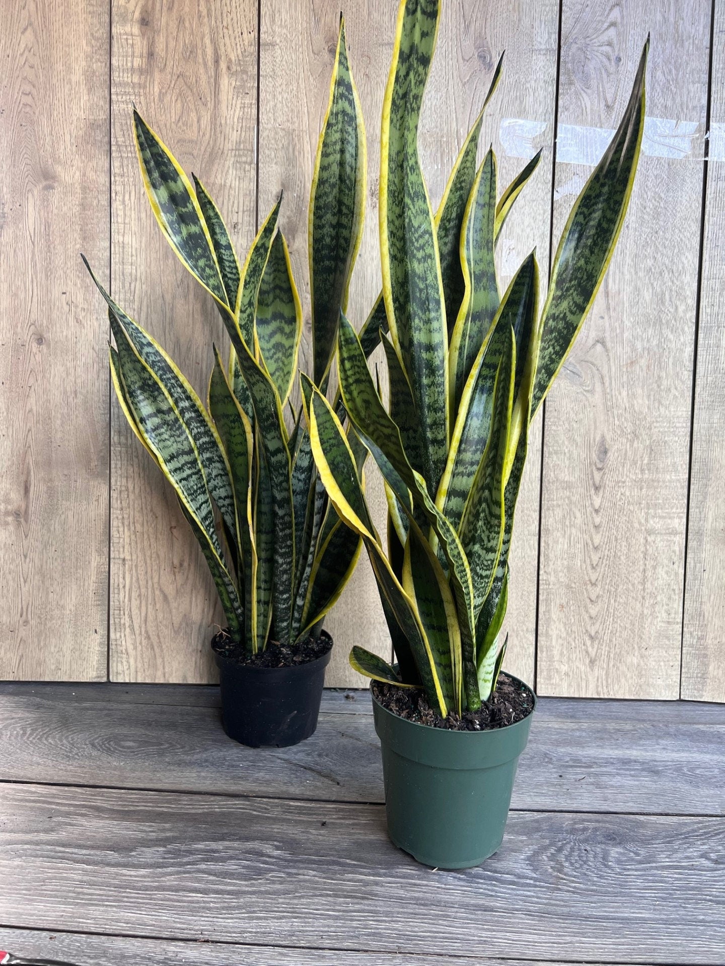 Sansevieria Trifasciata, Snake Plant Laurentii, 6"Pot Indoor Air Purifiernt