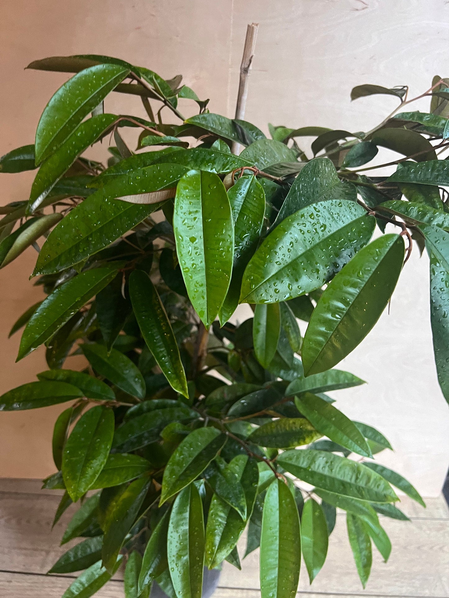 Caimito Purple, Star Apple, Chrysophyllum cainito in 3 gallon pot, grafted, No Ship to CA and HI