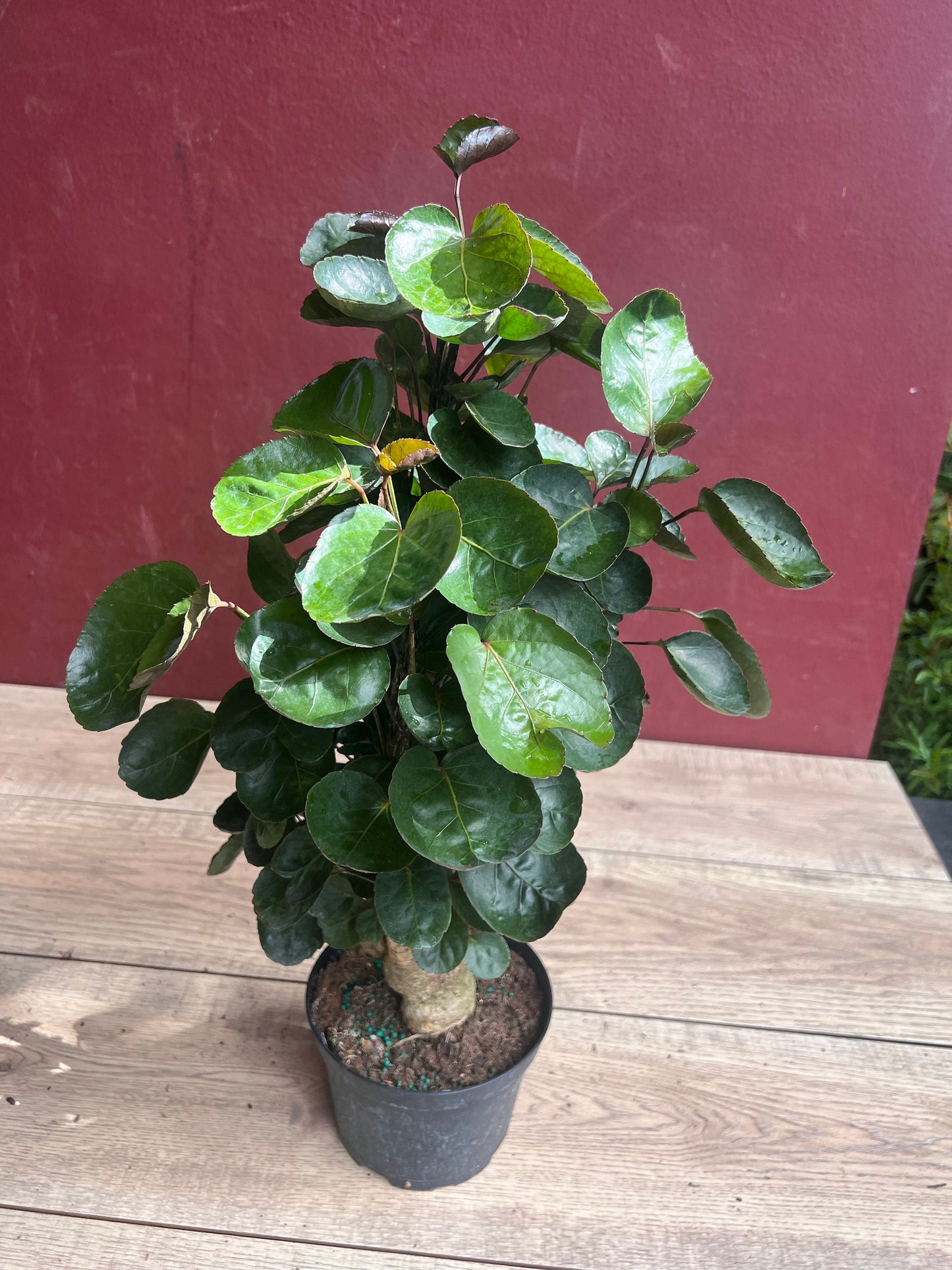 Aralia Fabian Stump 6" Pot, house plant, indoor plant