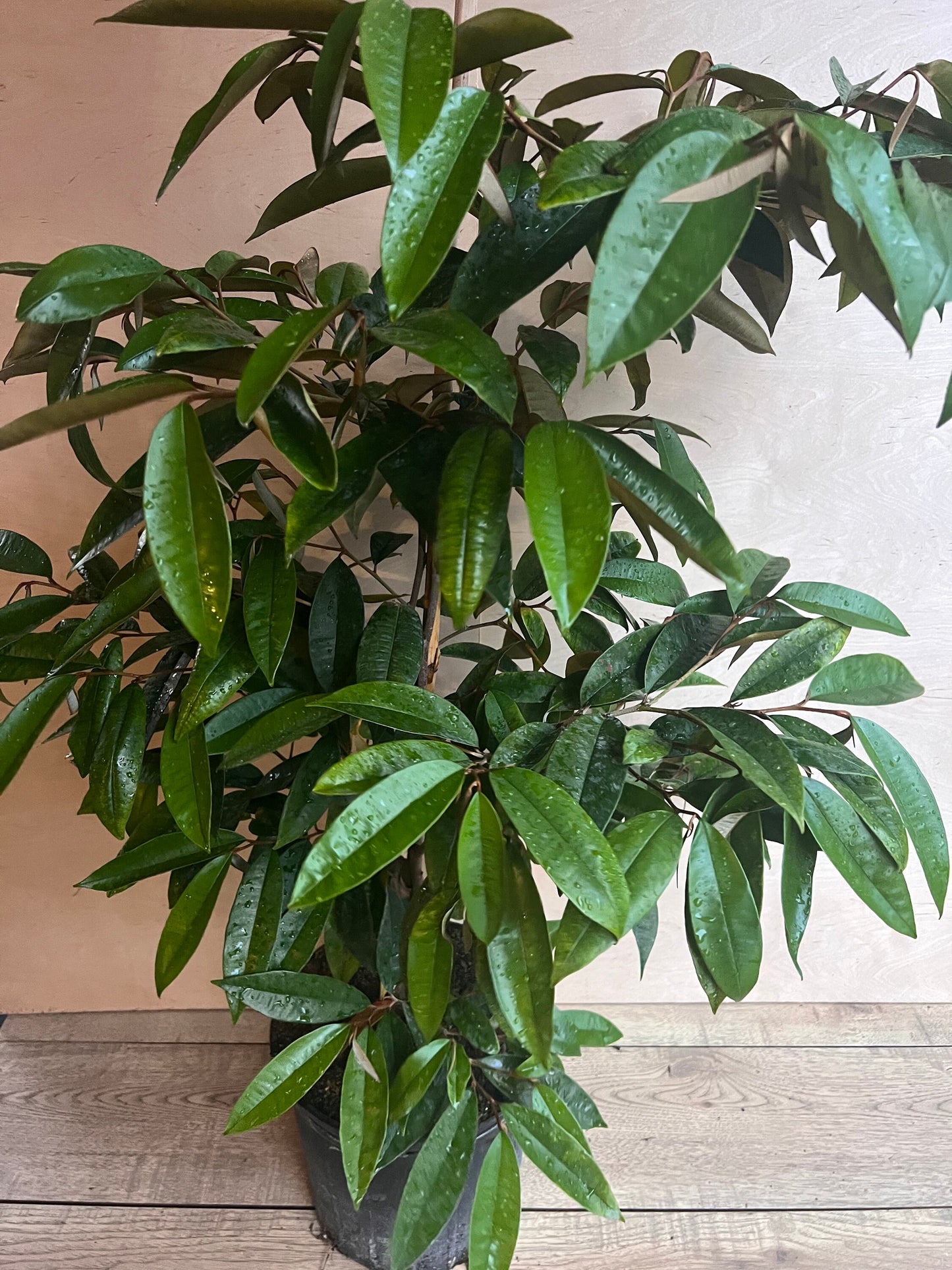 Caimito Purple, Star Apple, Chrysophyllum cainito in 3 gallon pot, grafted, No Ship to CA and HI