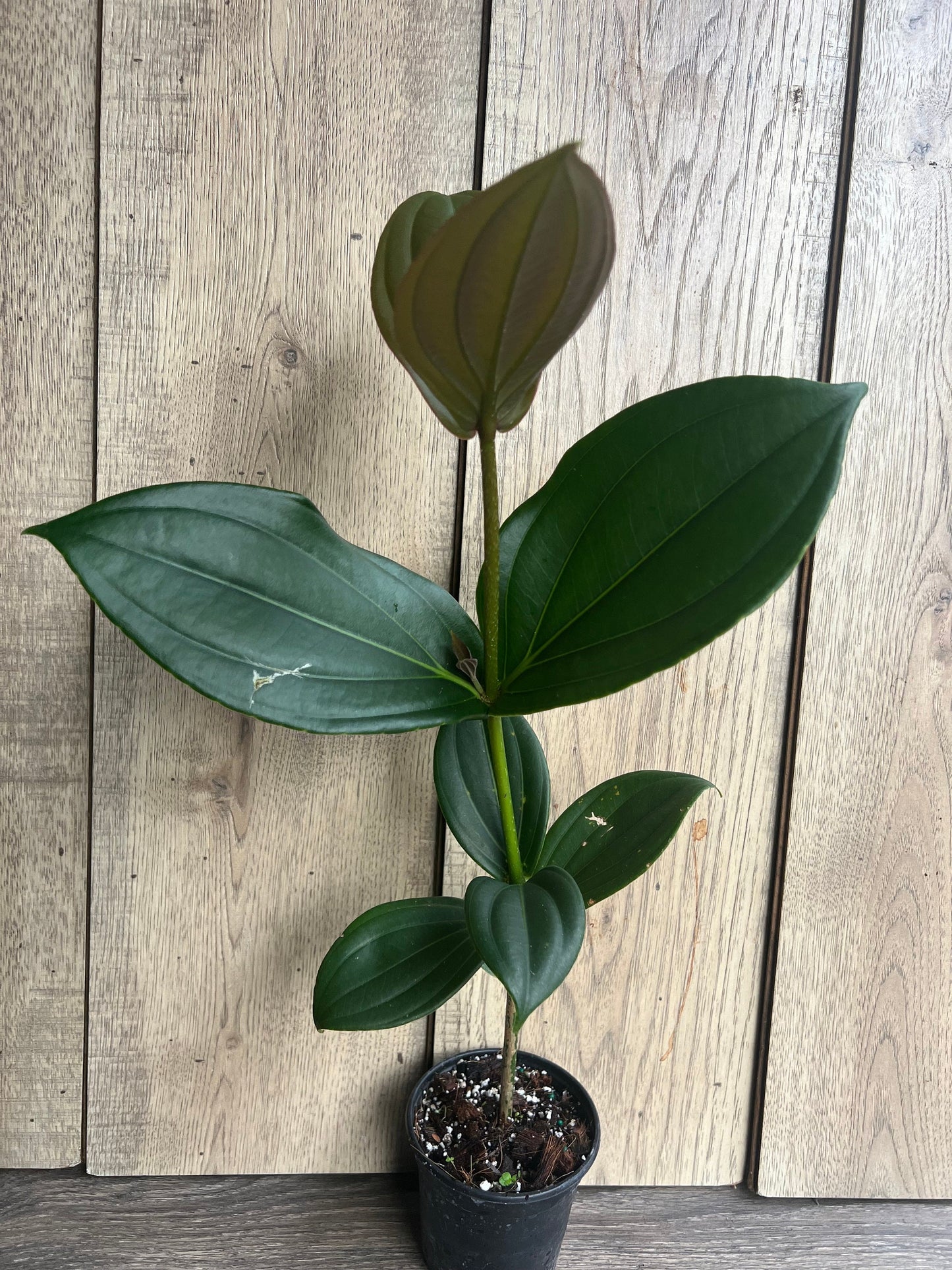 Medinilla myriantha – Malaysian Grapes in 4" Pot