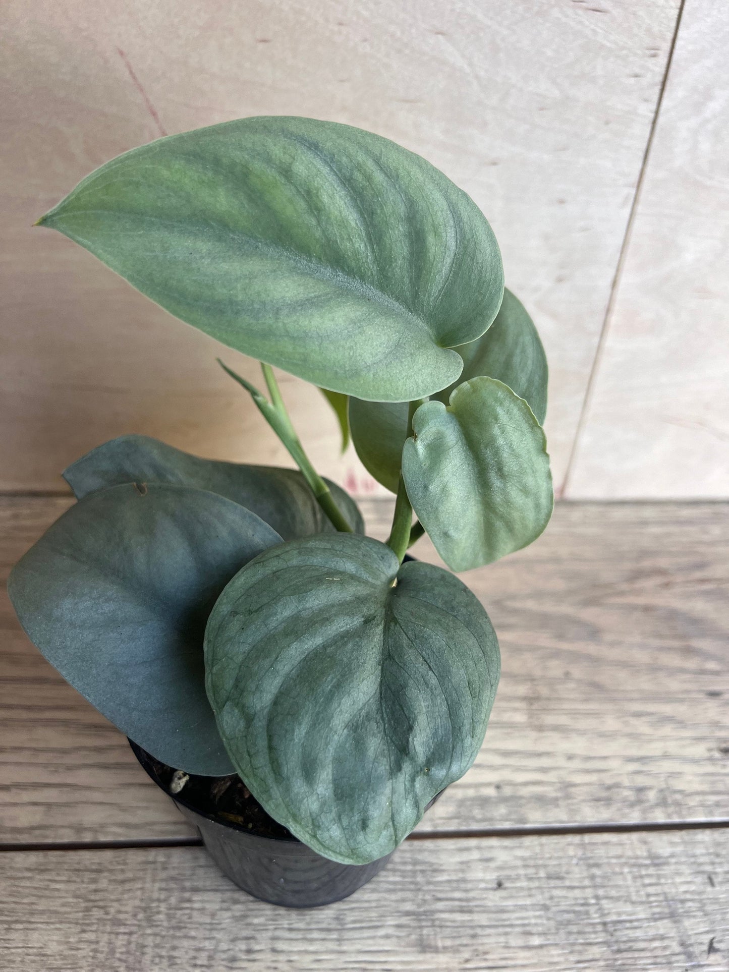 Scindapsus Silver Hero in 4" Pot