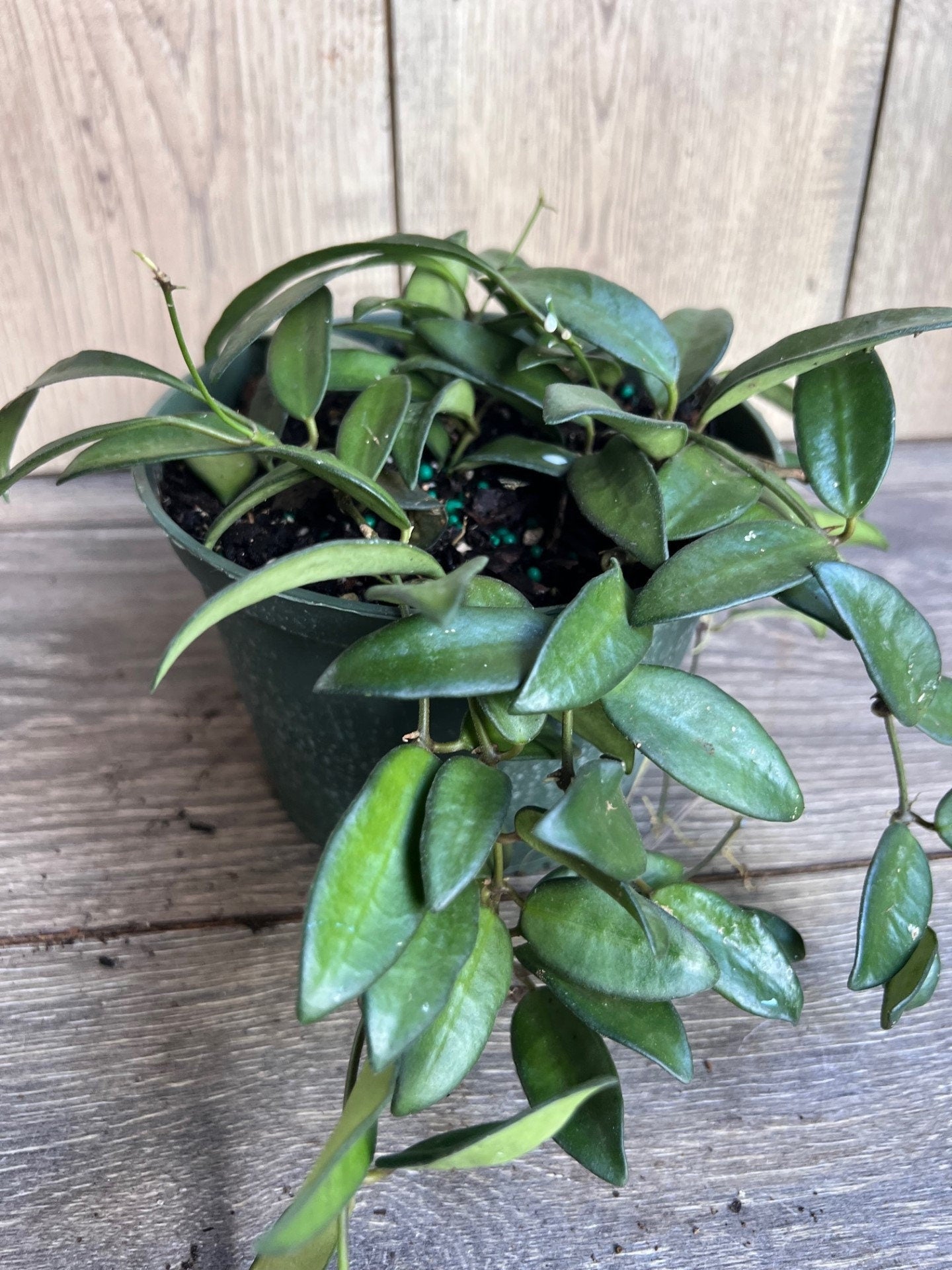 Hoya Crassipetiolata 6" Pot