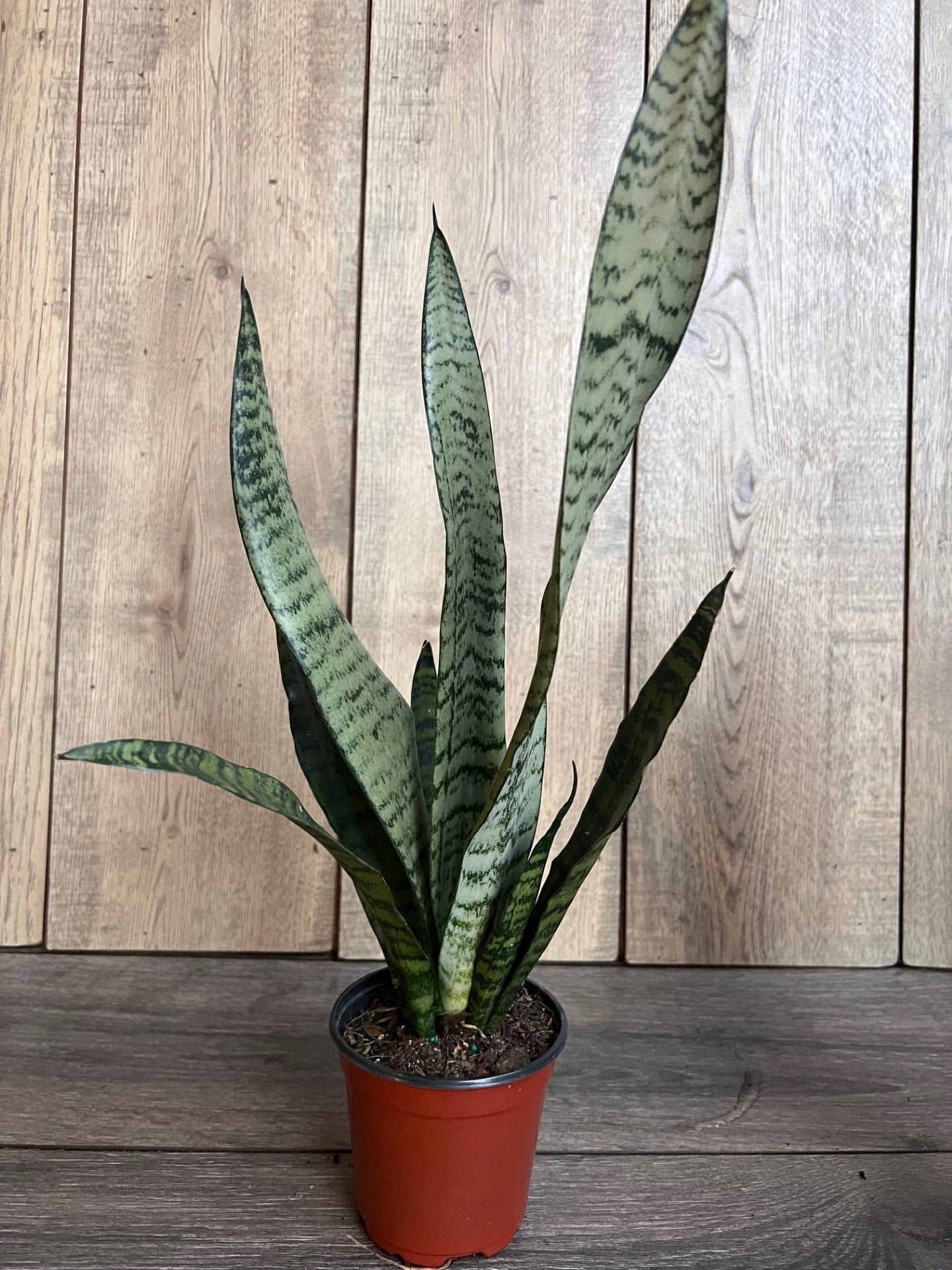 Sansavieria Zeylanica, in 4"pot, snake plant