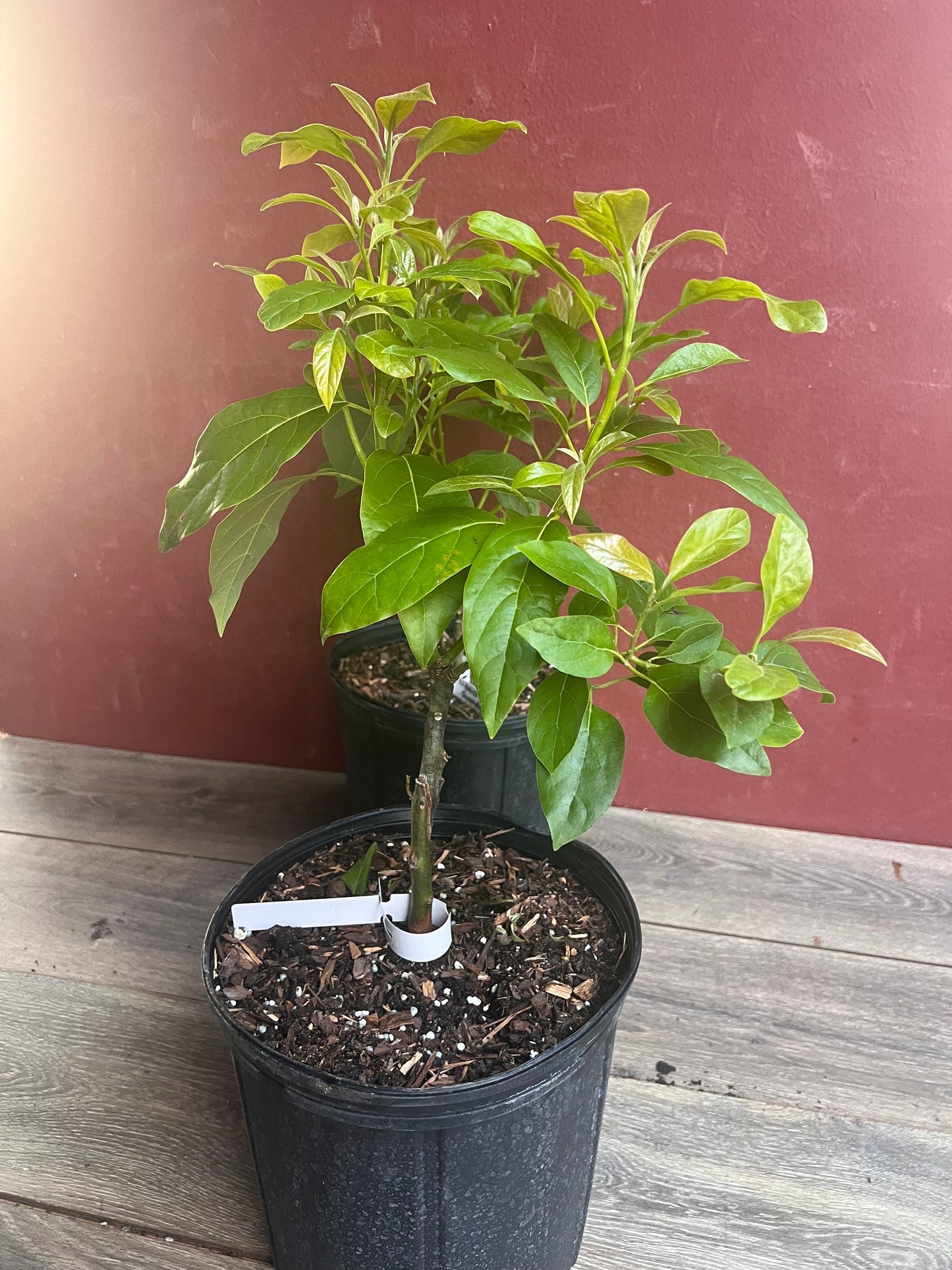 Mexicola Grande Avocado Tree , “Cold Hardy” Grafted in 3 Gallon Pot, No Ship to CA and HI