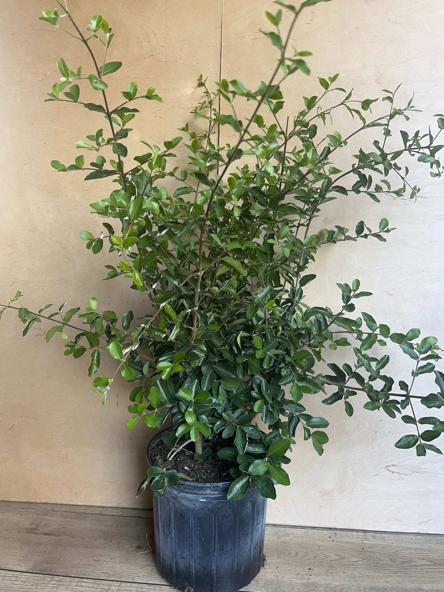 Acerola Cherry, Barbados Cherry Plant in 10" Pot, No Ship to CA and HI