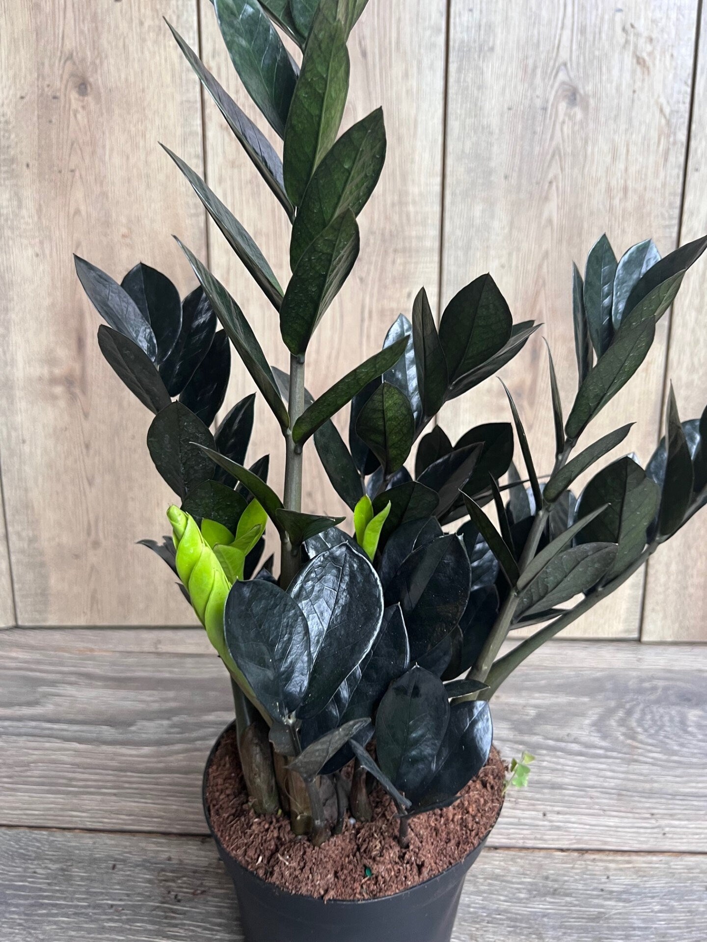Black Raven ZZ, dark zz plant in 6" pot, Zamioculcas zamiifolia raven