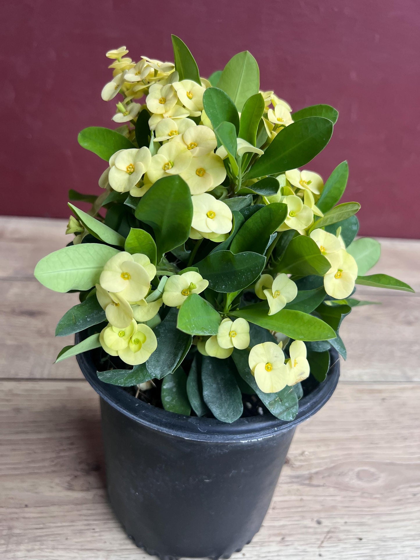 Crown of Thorns, Yellow in 6" Pot, Euphorbia milii