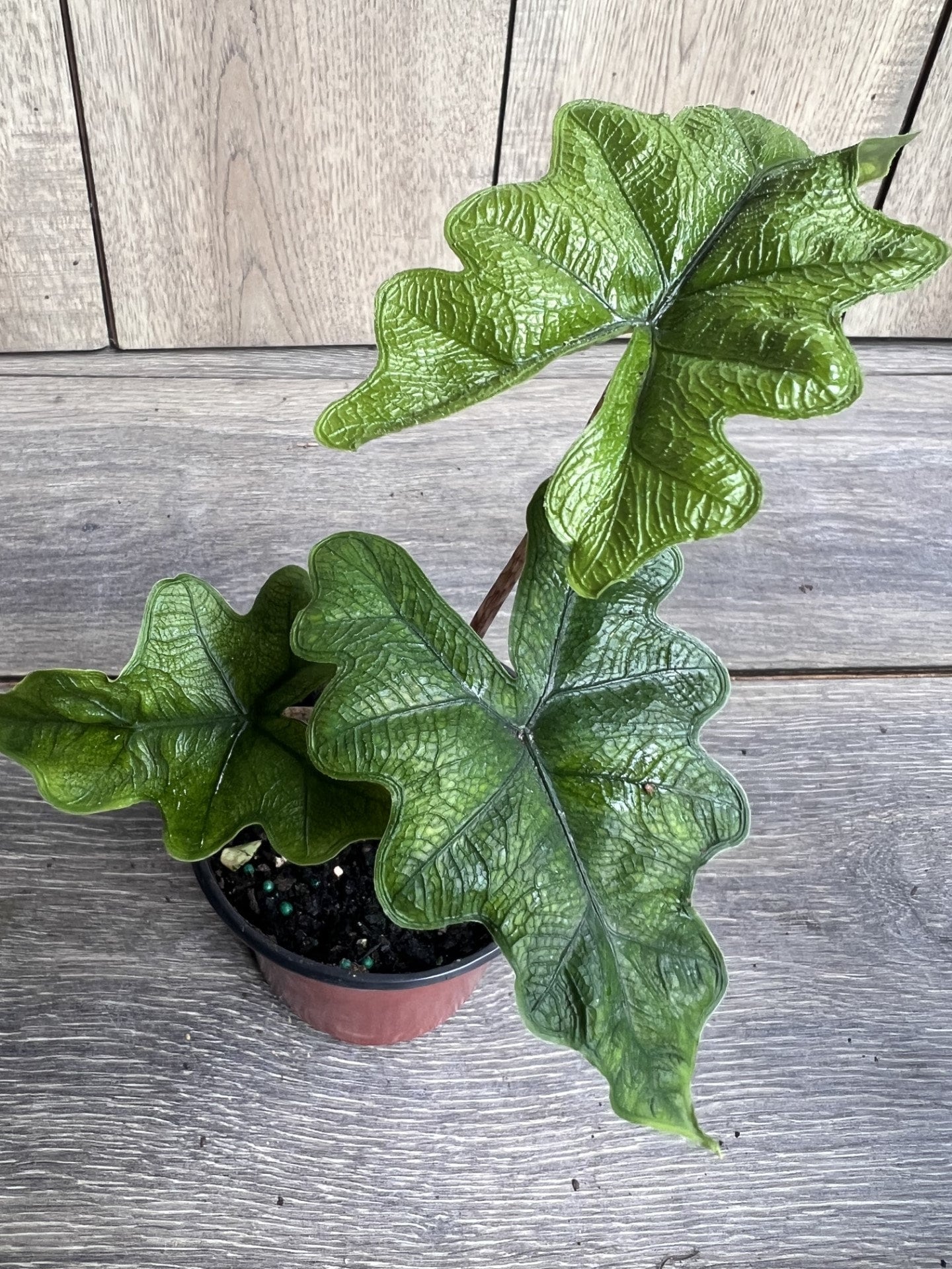 Alocasia jacklyn in 4" Pot, house plant, indoor plant, out door