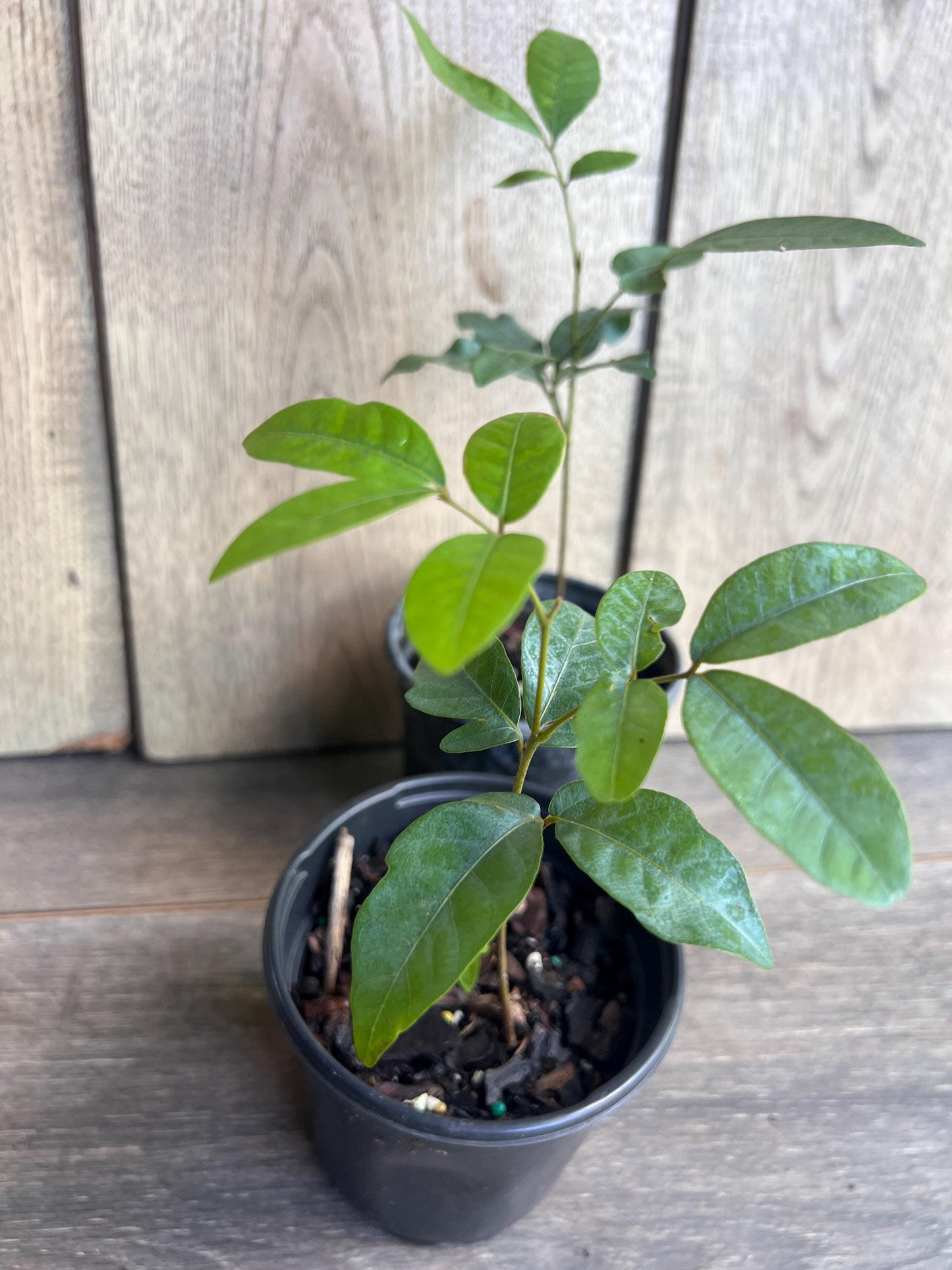 Kohala Longan in 4"" Pot, lengkeng, kelengkeng,