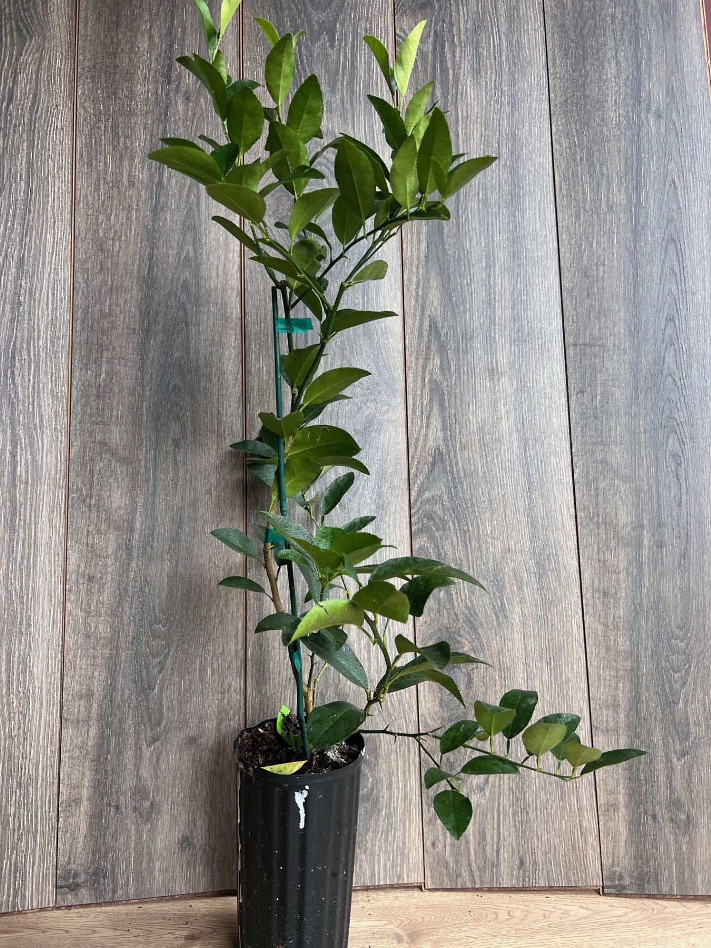 Persian lime Treein half Gallon Pot, Grafted, Cirus x Latifolia, Bearss Lime, Tahiti Lime, Florida Shipping Only