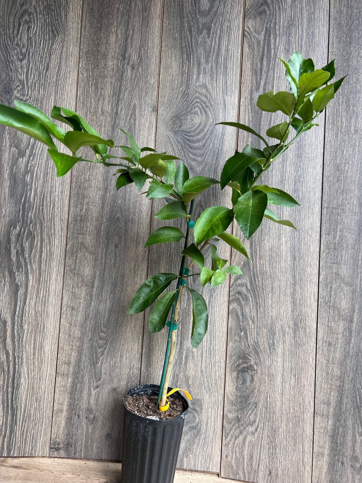 Ponderosa Lemon in half Gallon Pot, Grafted, Florida Shipping Only