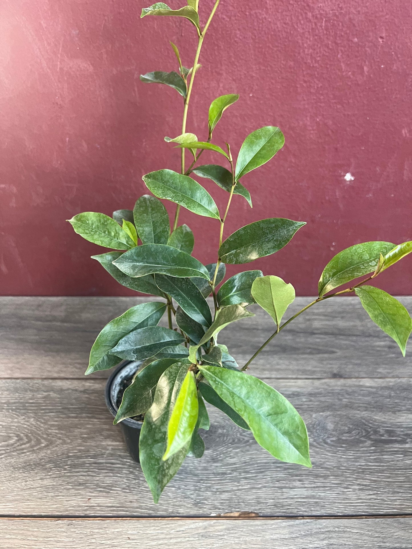 Magnolia figo, Michelia figo – Banana shrub in 4" Pot