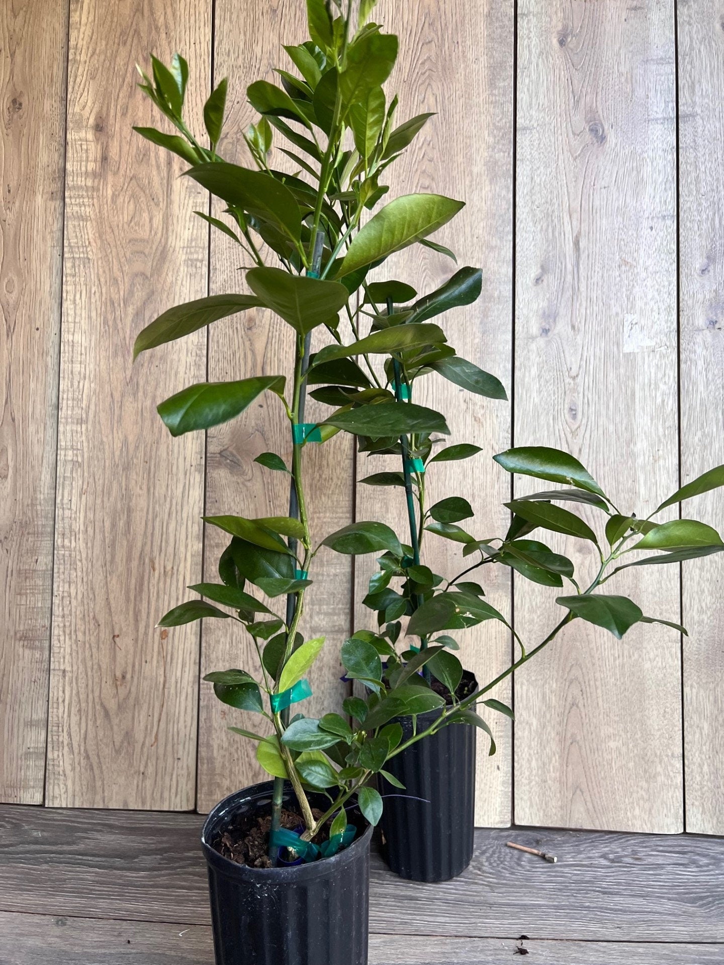 Sunburst Tangerine Tree in half Gallon Pot, Grafted, Florida Shipping Only