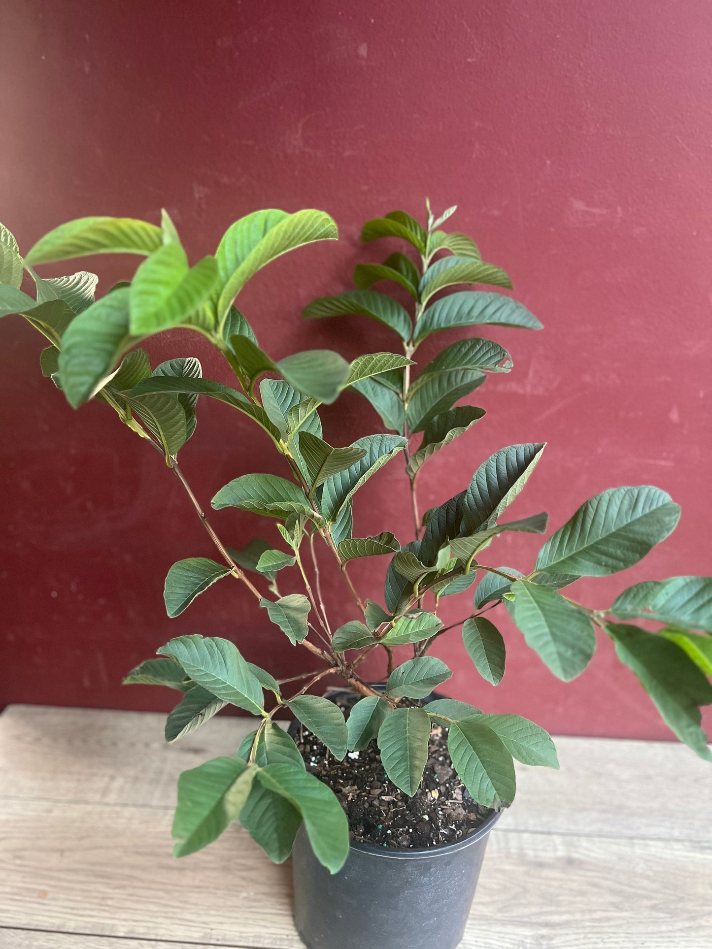 Guava Plant in 10" Pot, Jambu Batu, Psidium guajava, Pink Guava tree, No Ship to CA and HI