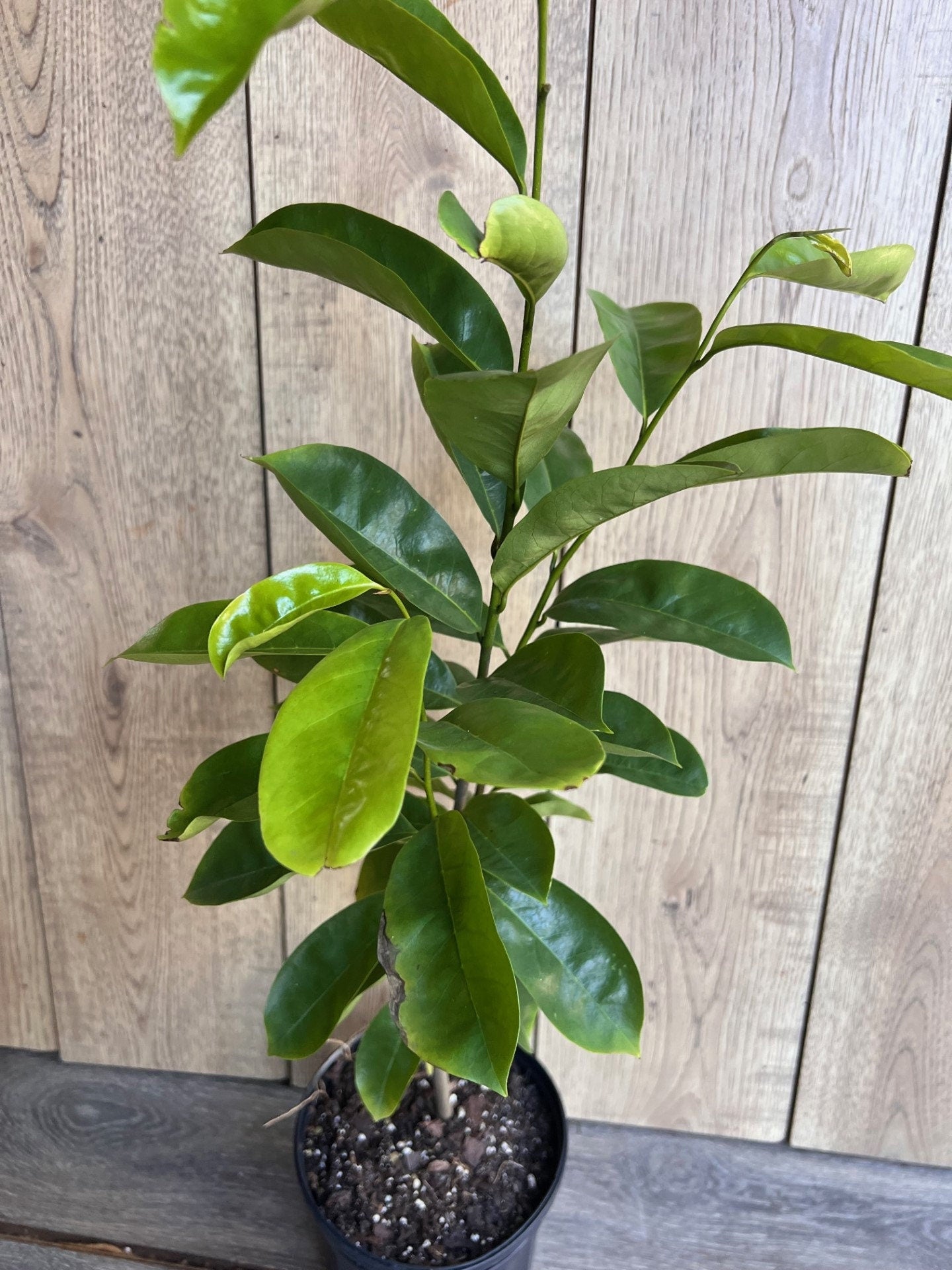 Soursop Tree, guanabana in Half gallon pot , Sirsak, Anona Muricata