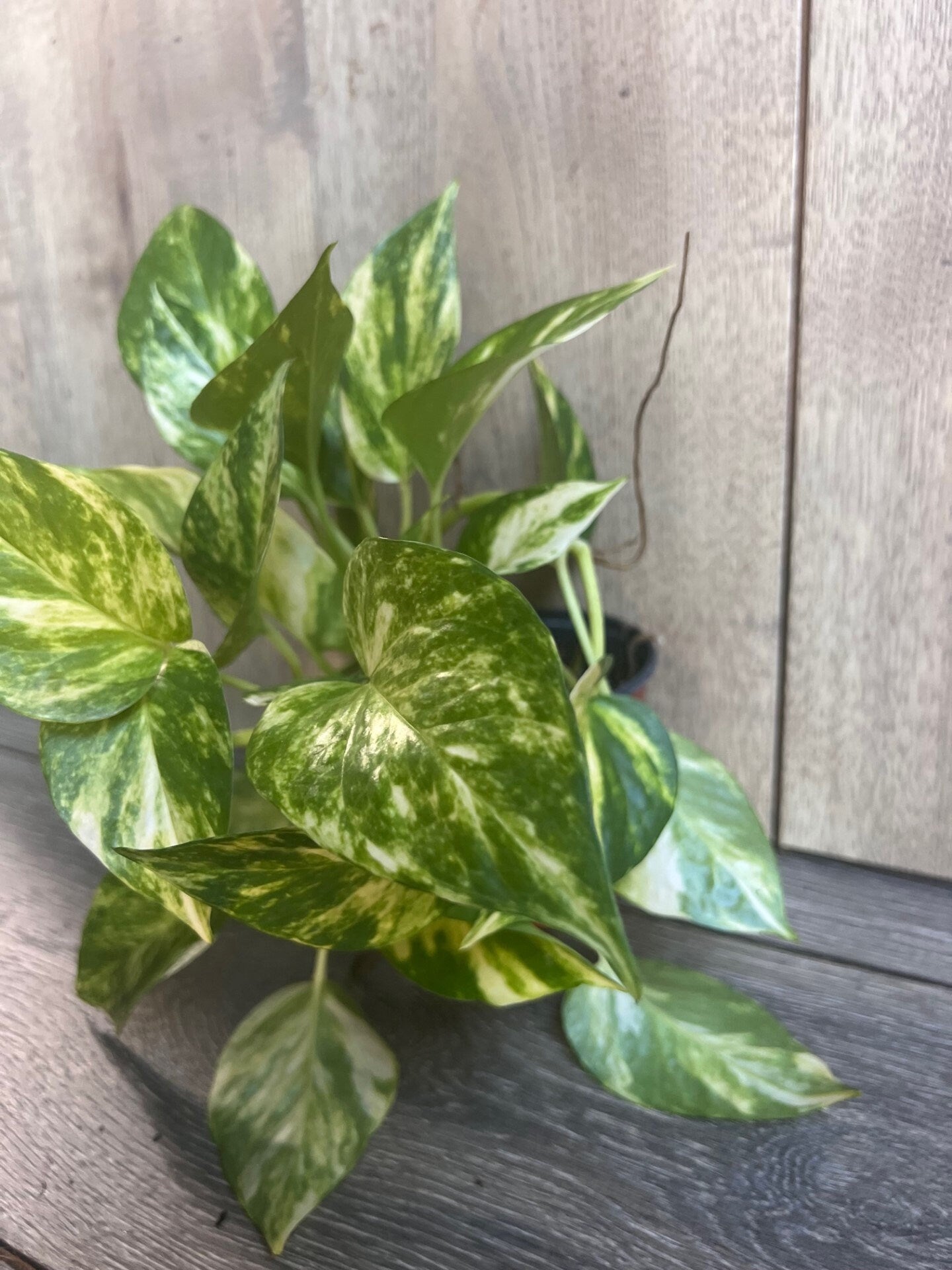 Golden Pothos in 4" Pot. Air purifying,, Live, Air purifyingHouse plant, Devil's Ivy Epipremnum Aureum