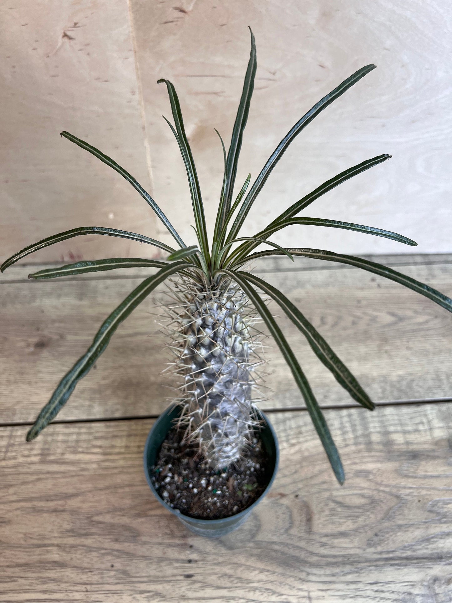 Madagascar Palm Tree in 4" Pot Lamerei Plant, Succulent