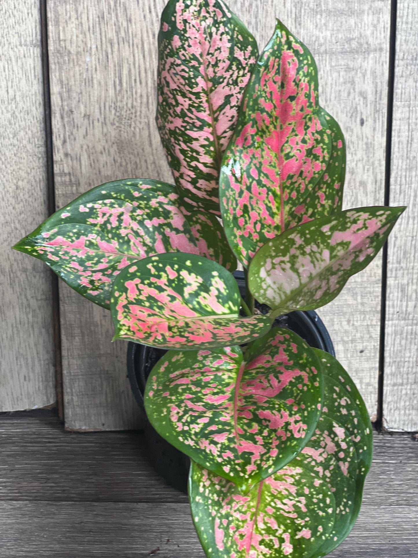 Aglaonema Wishes (Red Valentine) 4" Pot