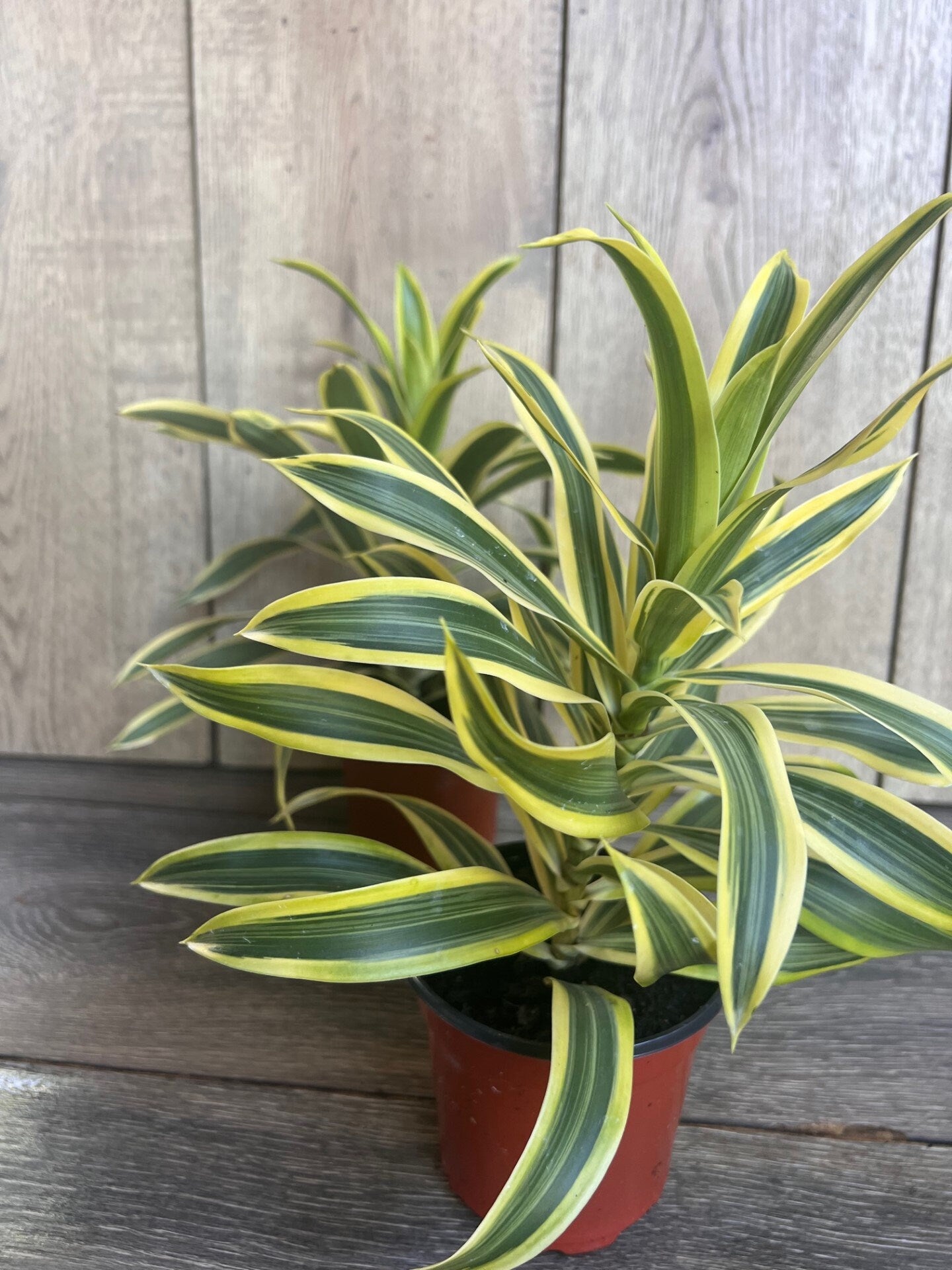 Song Of India, 4" Pot, Dracaena reflexa.